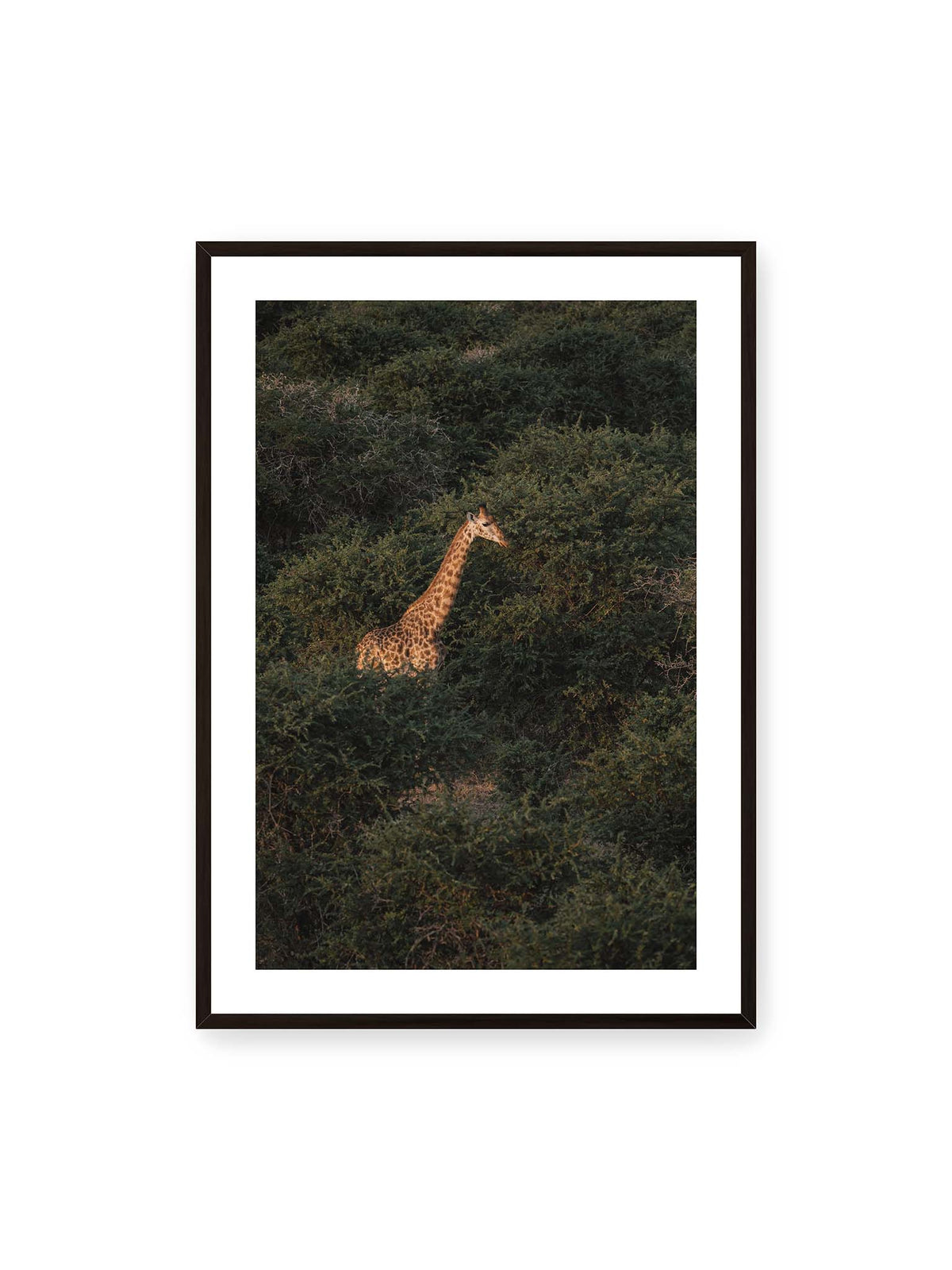 70x100 cm, weißer Galerie-Rand, schwarzer Rahmen – Giraffe zwischen dichtem dunkelgrünem Buschwerk, deren Hals und Kopf von warmem Licht hervorgehoben werden.