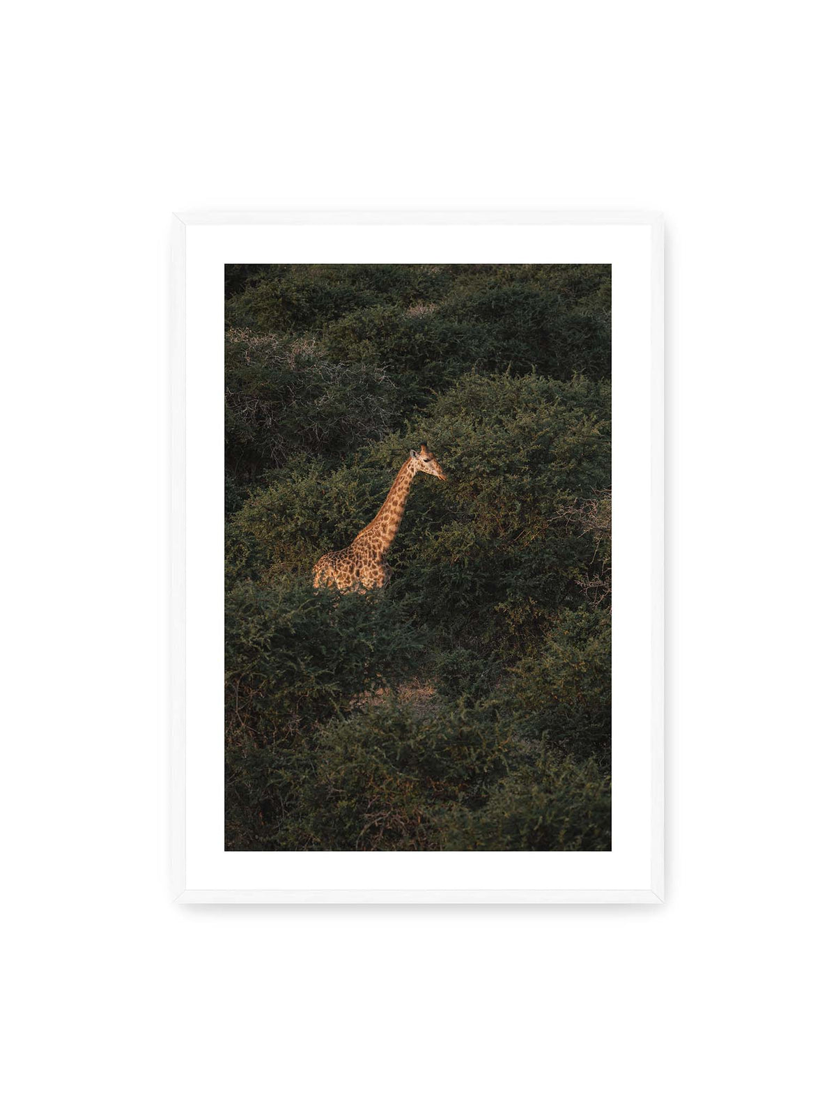 70x100 cm, weißer Galerie-Rand, weißer Rahmen – Giraffe zwischen dichtem dunkelgrünem Buschwerk, deren Hals und Kopf von warmem Licht hervorgehoben werden.