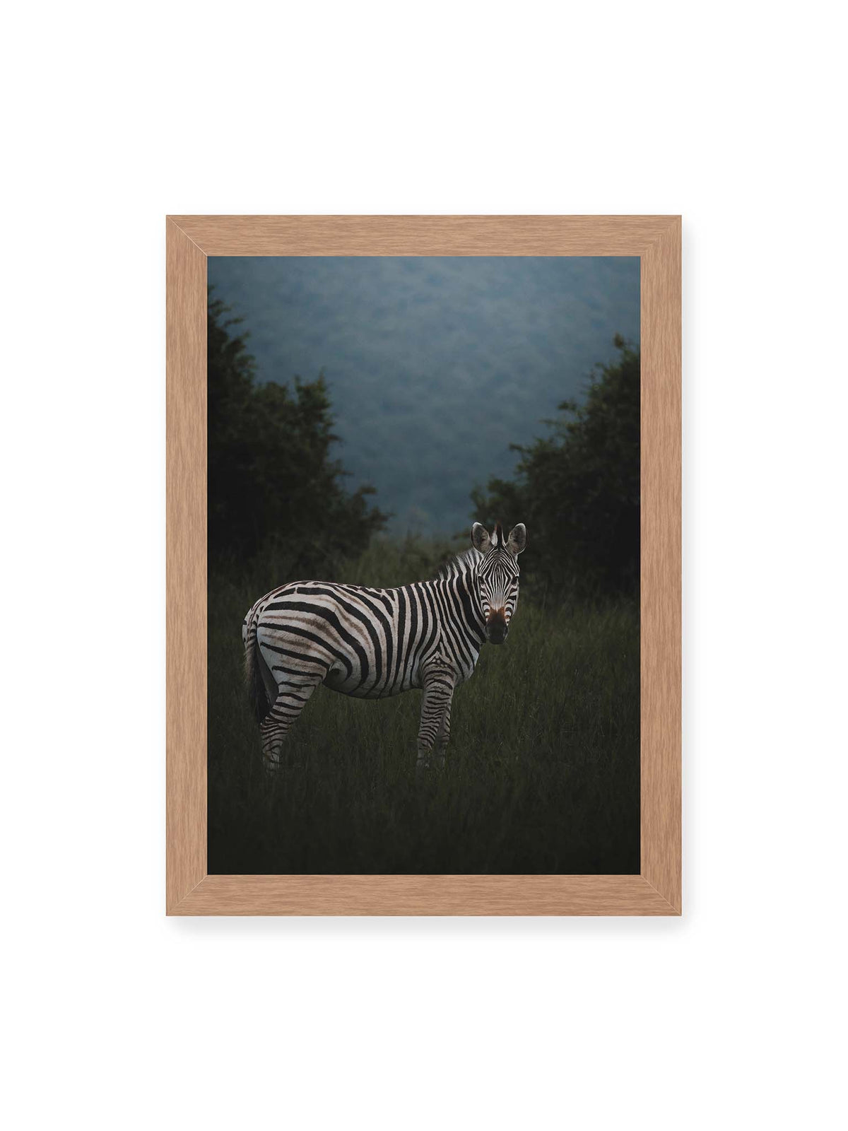 21x30 cm, Eichenrahmen – Zebra zwischen hohem dunklem Gras vor dichter grüner Vegetation und weich gezeichnetem Hintergrund.