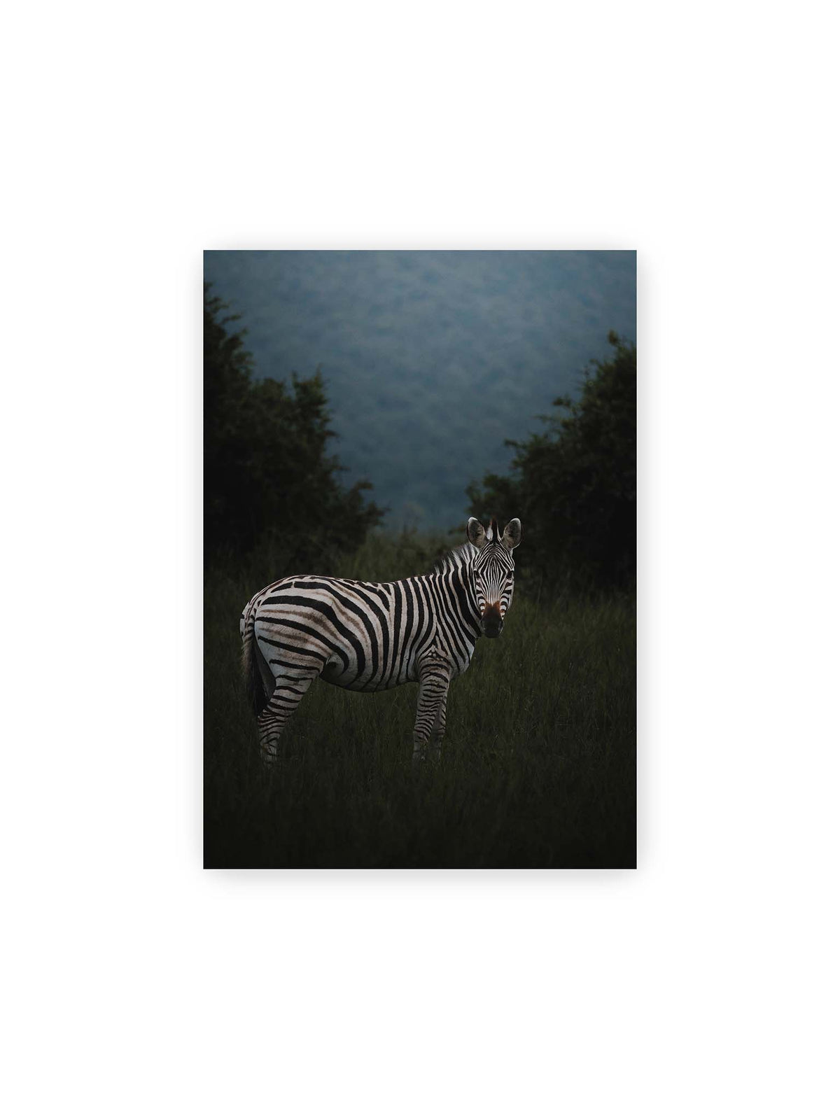 21x30 cm – Zebra zwischen hohem dunklem Gras vor dichter grüner Vegetation und weich gezeichnetem Hintergrund.