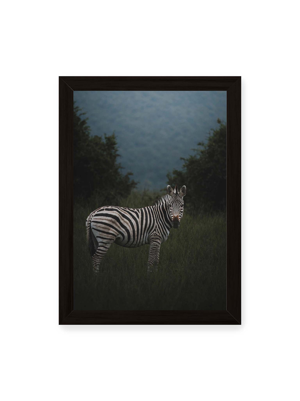 21x30 cm, schwarzer Rahmen – Zebra zwischen hohem dunklem Gras vor dichter grüner Vegetation und weich gezeichnetem Hintergrund.