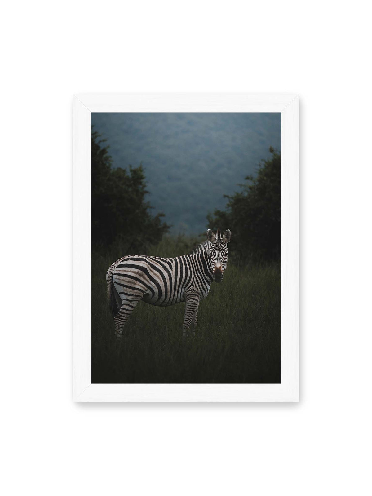21x30 cm, weißer Rahmen – Zebra zwischen hohem dunklem Gras vor dichter grüner Vegetation und weich gezeichnetem Hintergrund.