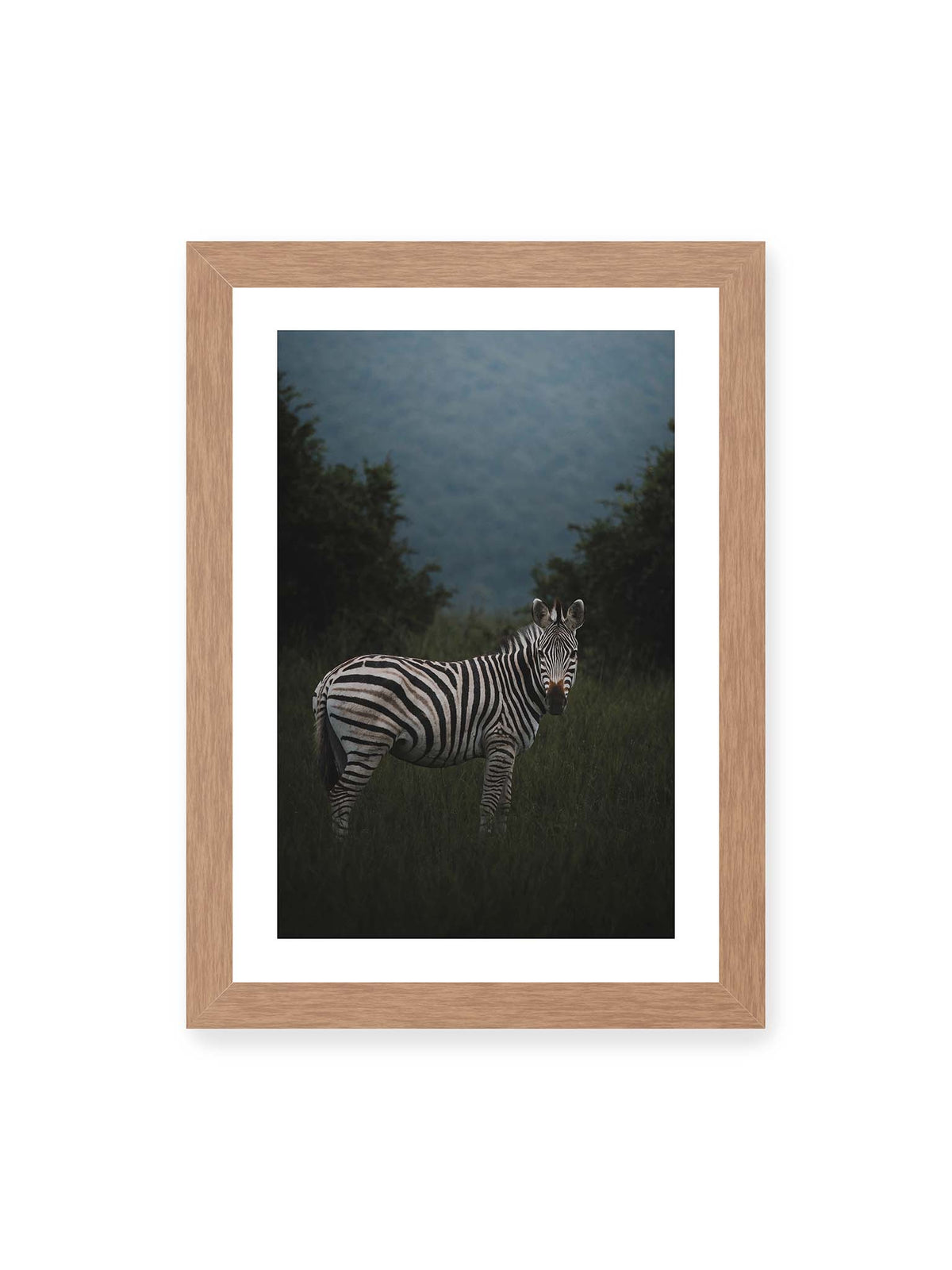 21x30 cm, weißer Galerie-Rand, Eichenrahmen – Zebra zwischen hohem dunklem Gras vor dichter grüner Vegetation und weich gezeichnetem Hintergrund.