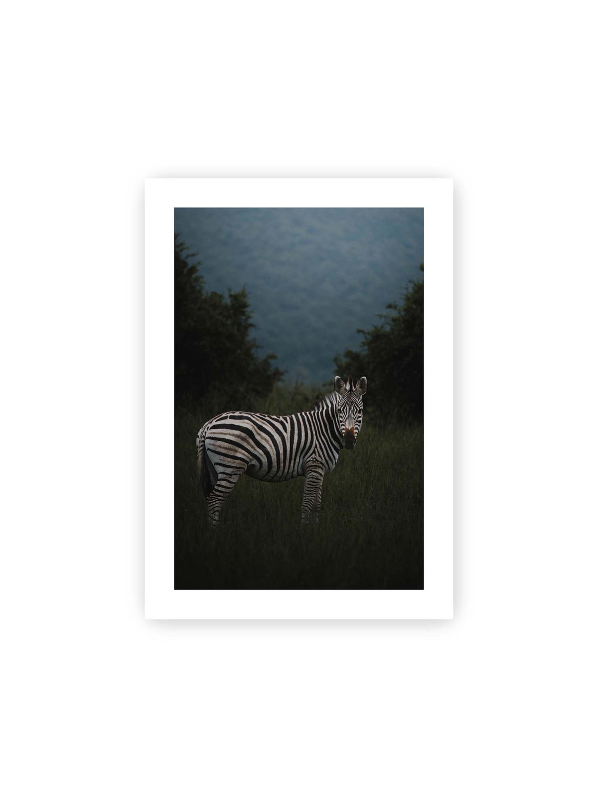 21x30 cm, weißer Galerie-Rand – Zebra zwischen hohem dunklem Gras vor dichter grüner Vegetation und weich gezeichnetem Hintergrund.