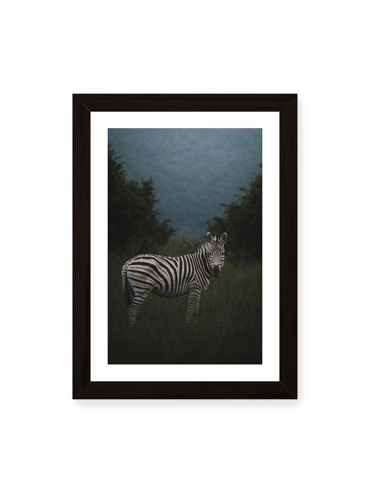 21x30 cm, weißer Galerie-Rand, schwarzer Rahmen – Zebra zwischen hohem dunklem Gras vor dichter grüner Vegetation und weich gezeichnetem Hintergrund.