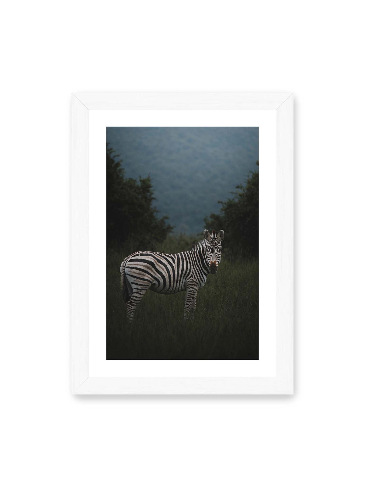 21x30 cm, weißer Galerie-Rand, weißer Rahmen – Zebra zwischen hohem dunklem Gras vor dichter grüner Vegetation und weich gezeichnetem Hintergrund.