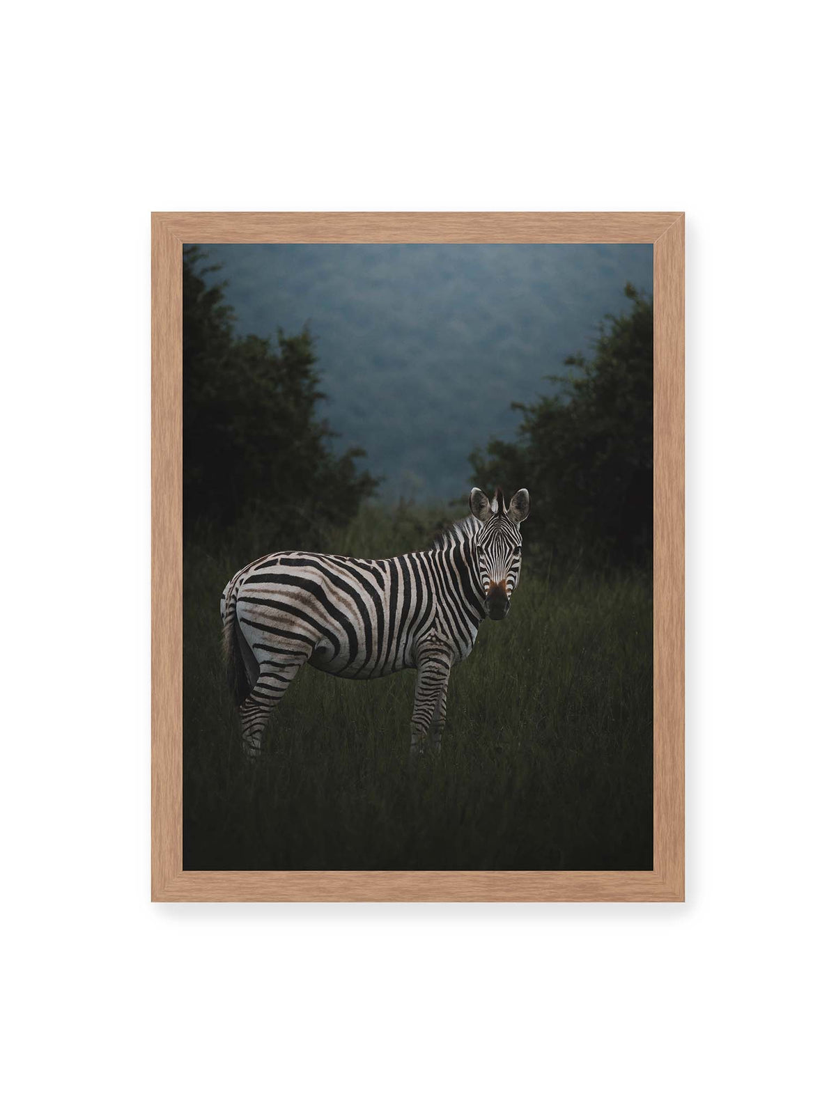 30x40 cm, Eichenrahmen – Zebra zwischen hohem dunklem Gras vor dichter grüner Vegetation und weich gezeichnetem Hintergrund.