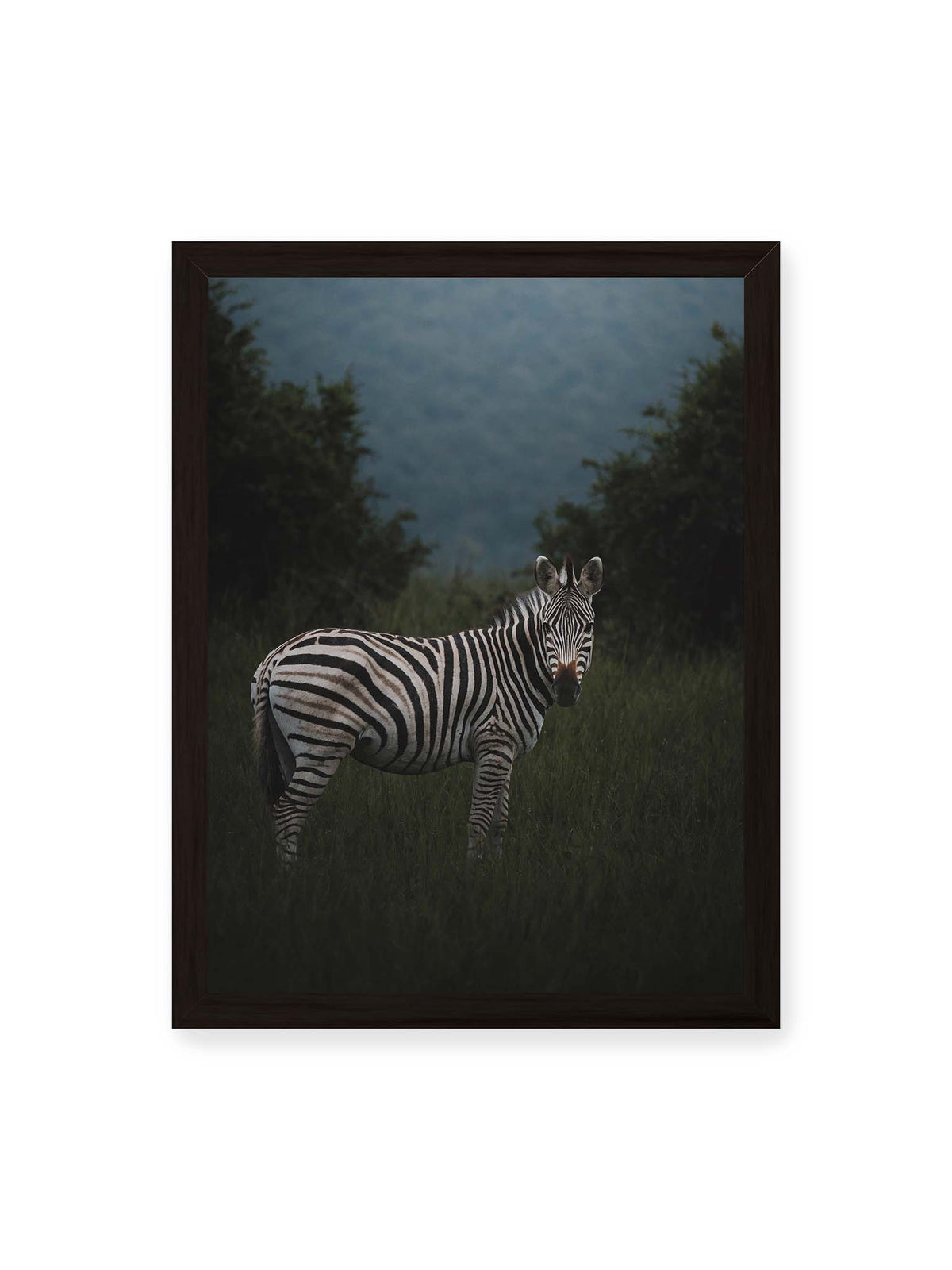 30x40 cm, schwarzer Rahmen – Zebra zwischen hohem dunklem Gras vor dichter grüner Vegetation und weich gezeichnetem Hintergrund.