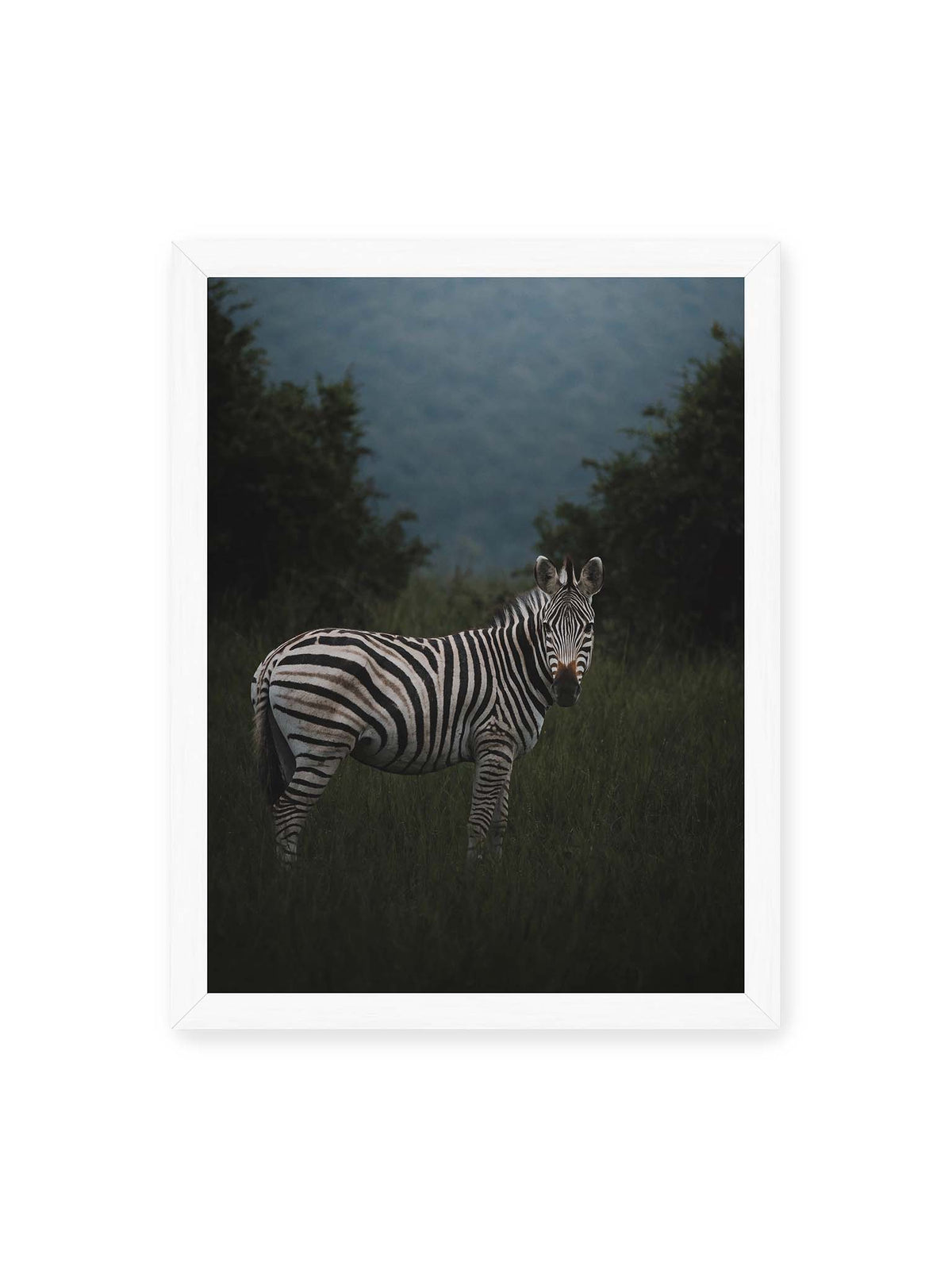 30x40 cm, weißer Rahmen – Zebra zwischen hohem dunklem Gras vor dichter grüner Vegetation und weich gezeichnetem Hintergrund.
