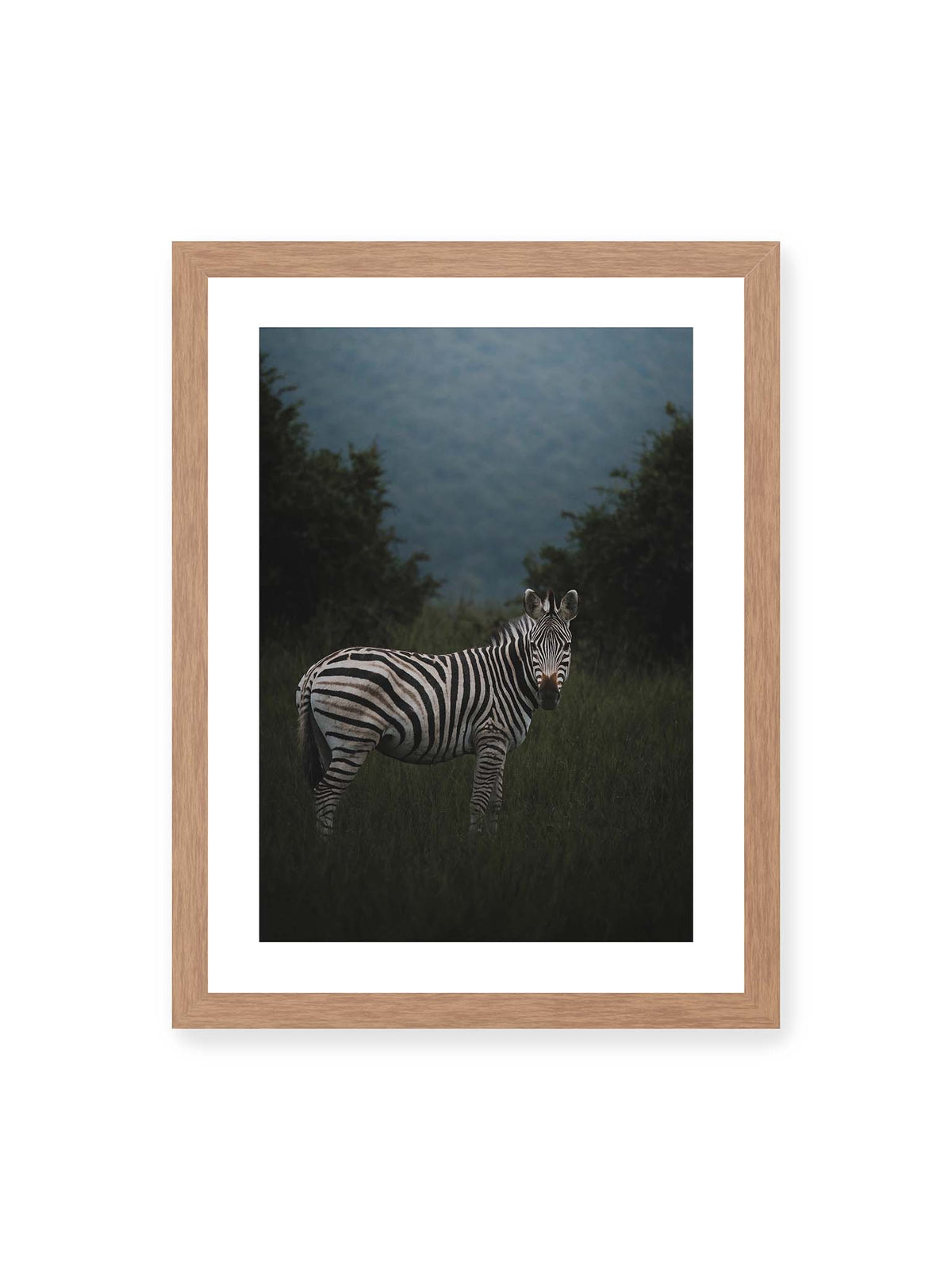 30x40 cm, weißer Galerie-Rand, Eichenrahmen – Zebra zwischen hohem dunklem Gras vor dichter grüner Vegetation und weich gezeichnetem Hintergrund.