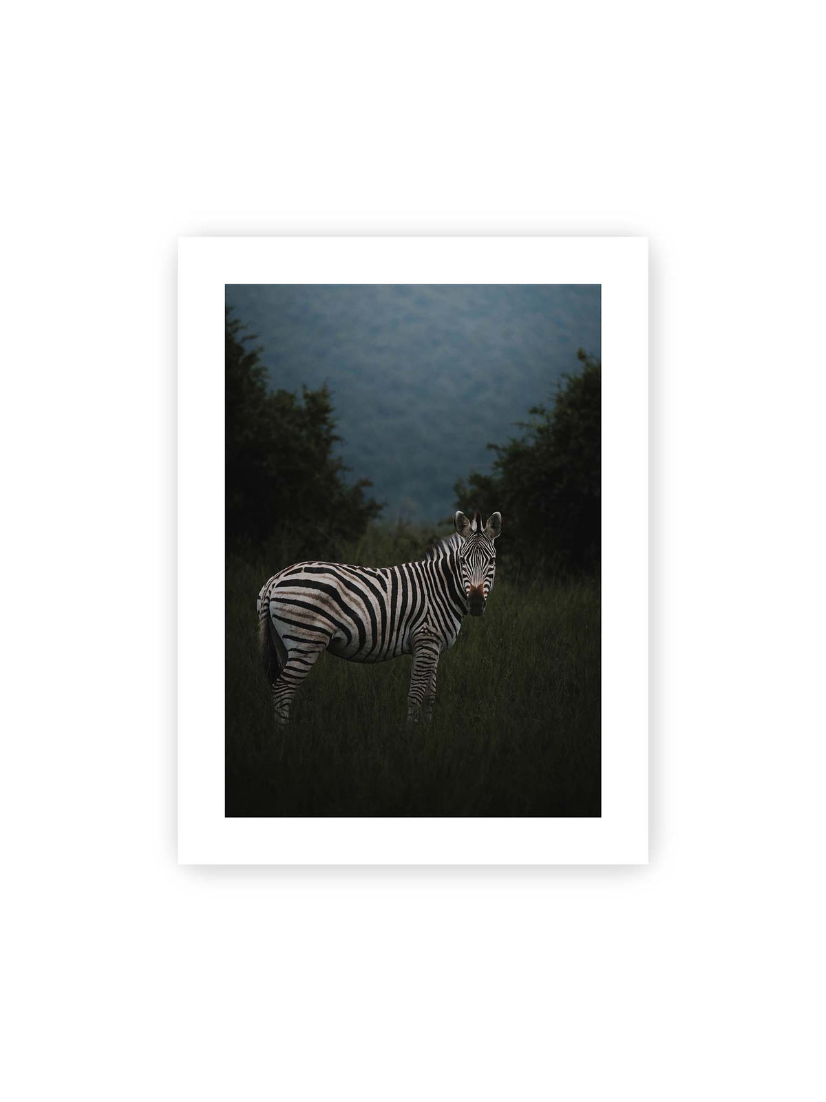 30x40 cm, weißer Galerie-Rand – Zebra zwischen hohem dunklem Gras vor dichter grüner Vegetation und weich gezeichnetem Hintergrund.