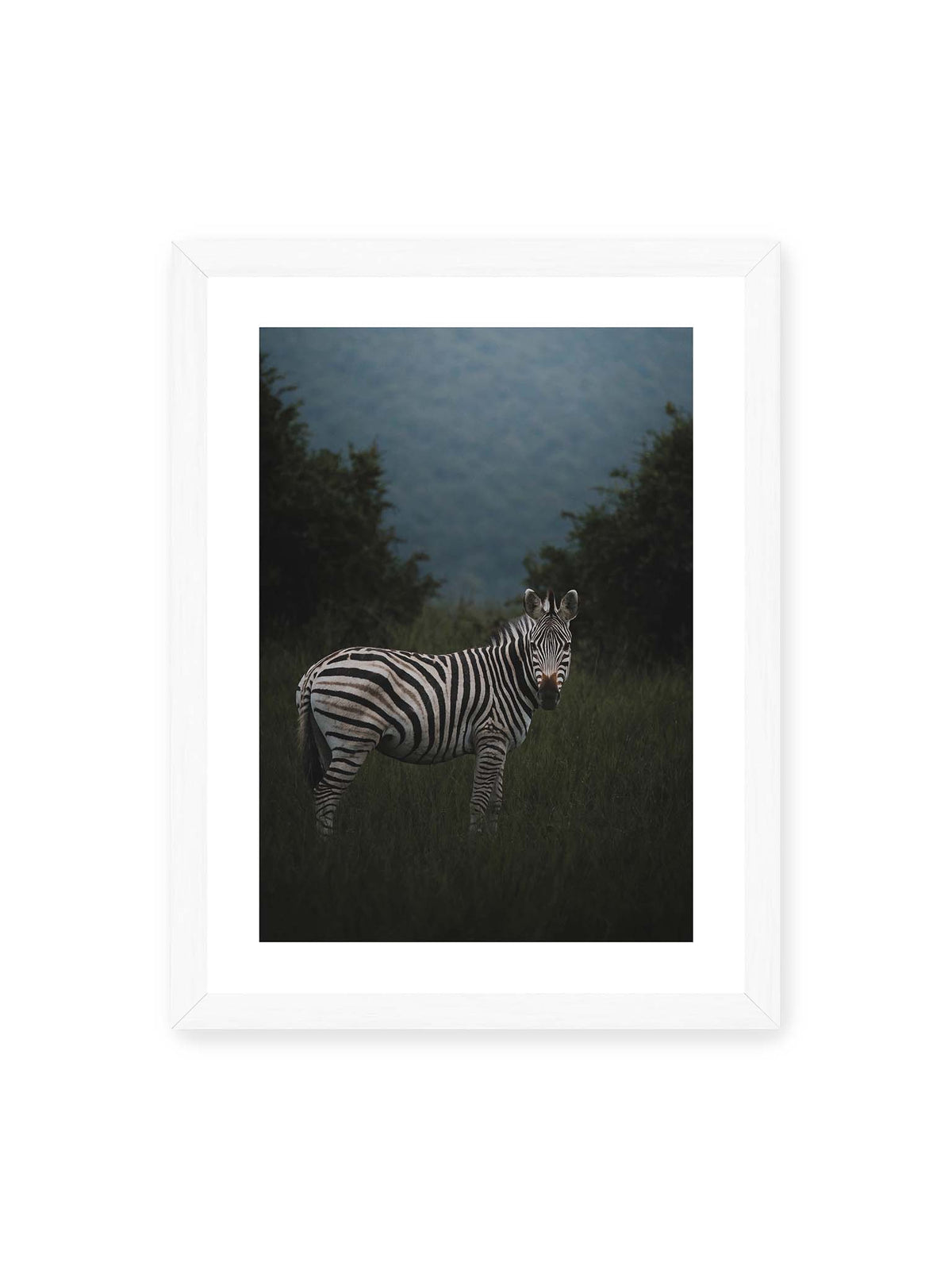 30x40 cm, weißer Galerie-Rand, weißer Rahmen – Zebra zwischen hohem dunklem Gras vor dichter grüner Vegetation und weich gezeichnetem Hintergrund.