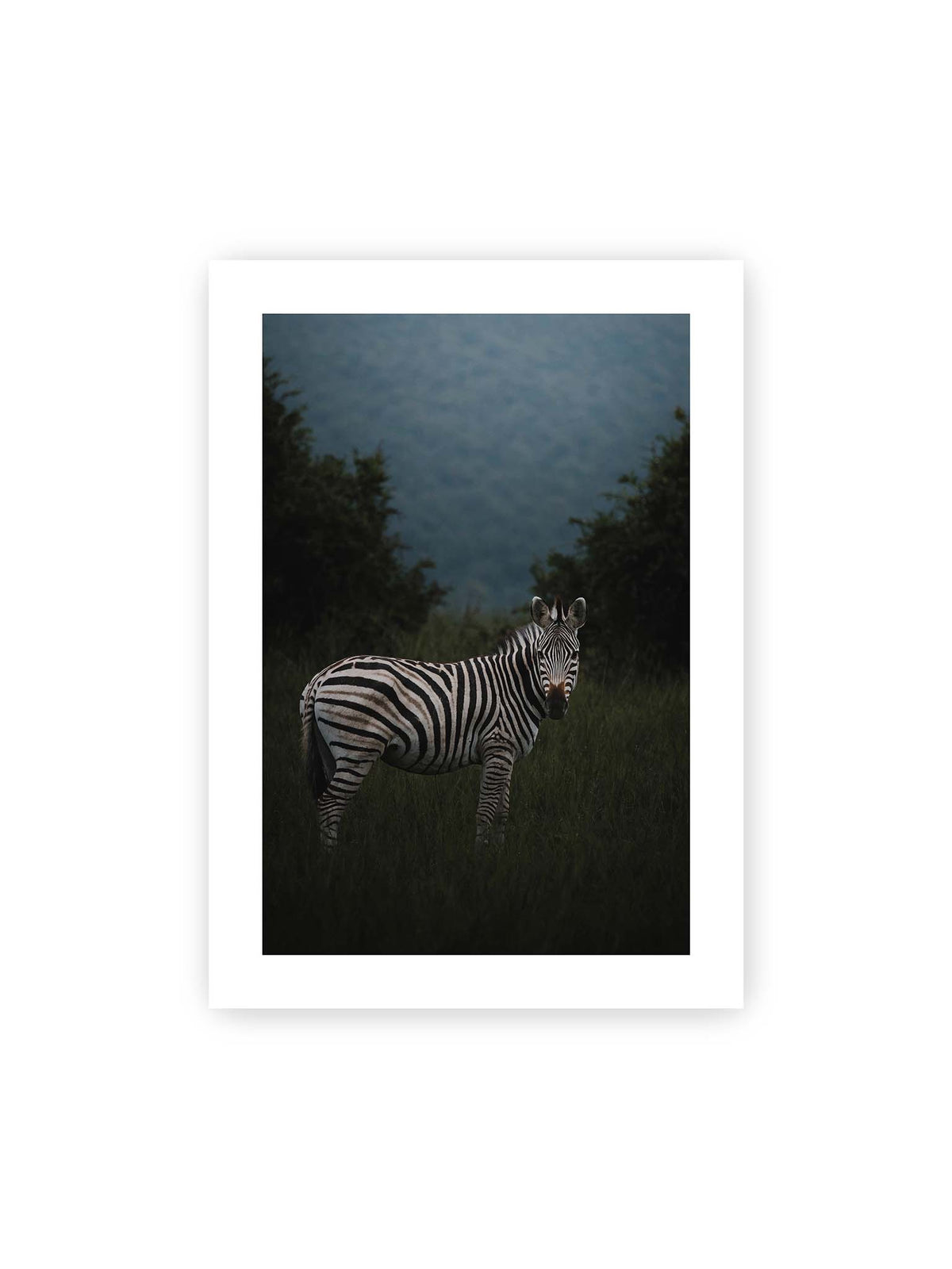 50x70 cm, weißer Galerie-Rand – Zebra zwischen hohem dunklem Gras vor dichter grüner Vegetation und weich gezeichnetem Hintergrund.