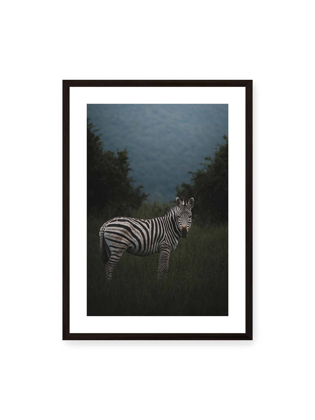 50x70 cm, weißer Galerie-Rand, schwarzer Rahmen – Zebra zwischen hohem dunklem Gras vor dichter grüner Vegetation und weich gezeichnetem Hintergrund.