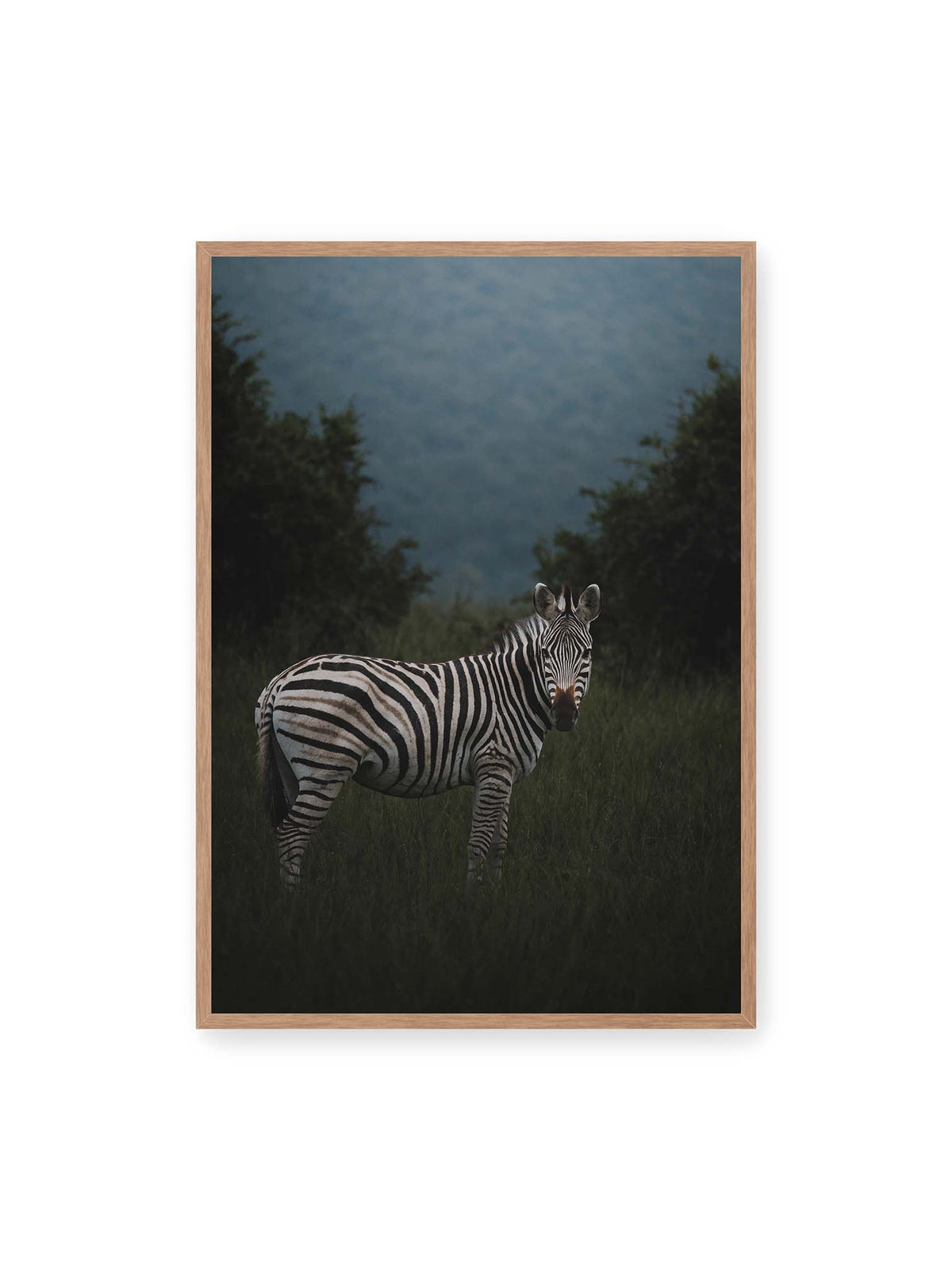 70x100 cm, Eichenrahmen – Zebra zwischen hohem dunklem Gras vor dichter grüner Vegetation und weich gezeichnetem Hintergrund.