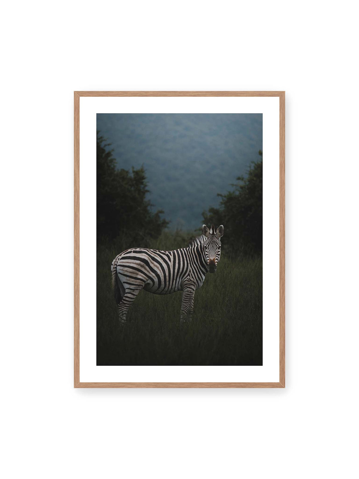 70x100 cm, weißer Galerie-Rand, Eichenrahmen – Zebra zwischen hohem dunklem Gras vor dichter grüner Vegetation und weich gezeichnetem Hintergrund.