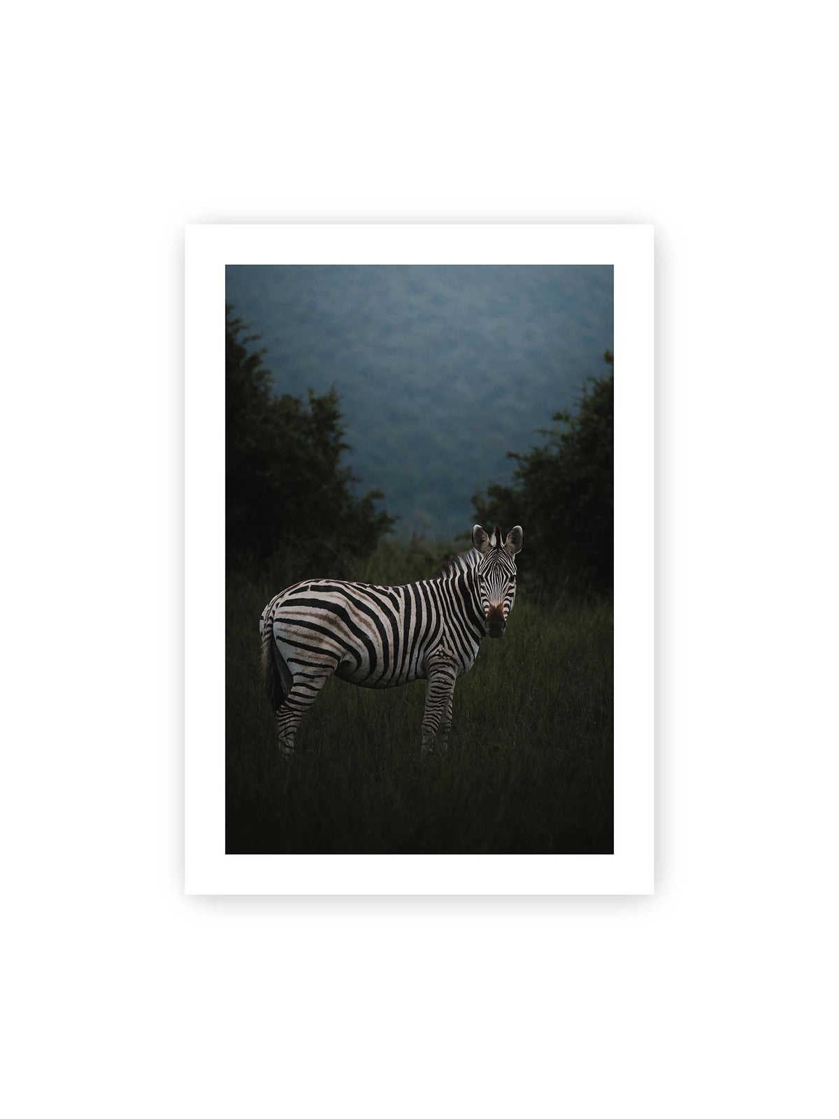 70x100 cm, weißer Galerie-Rand – Zebra zwischen hohem dunklem Gras vor dichter grüner Vegetation und weich gezeichnetem Hintergrund.