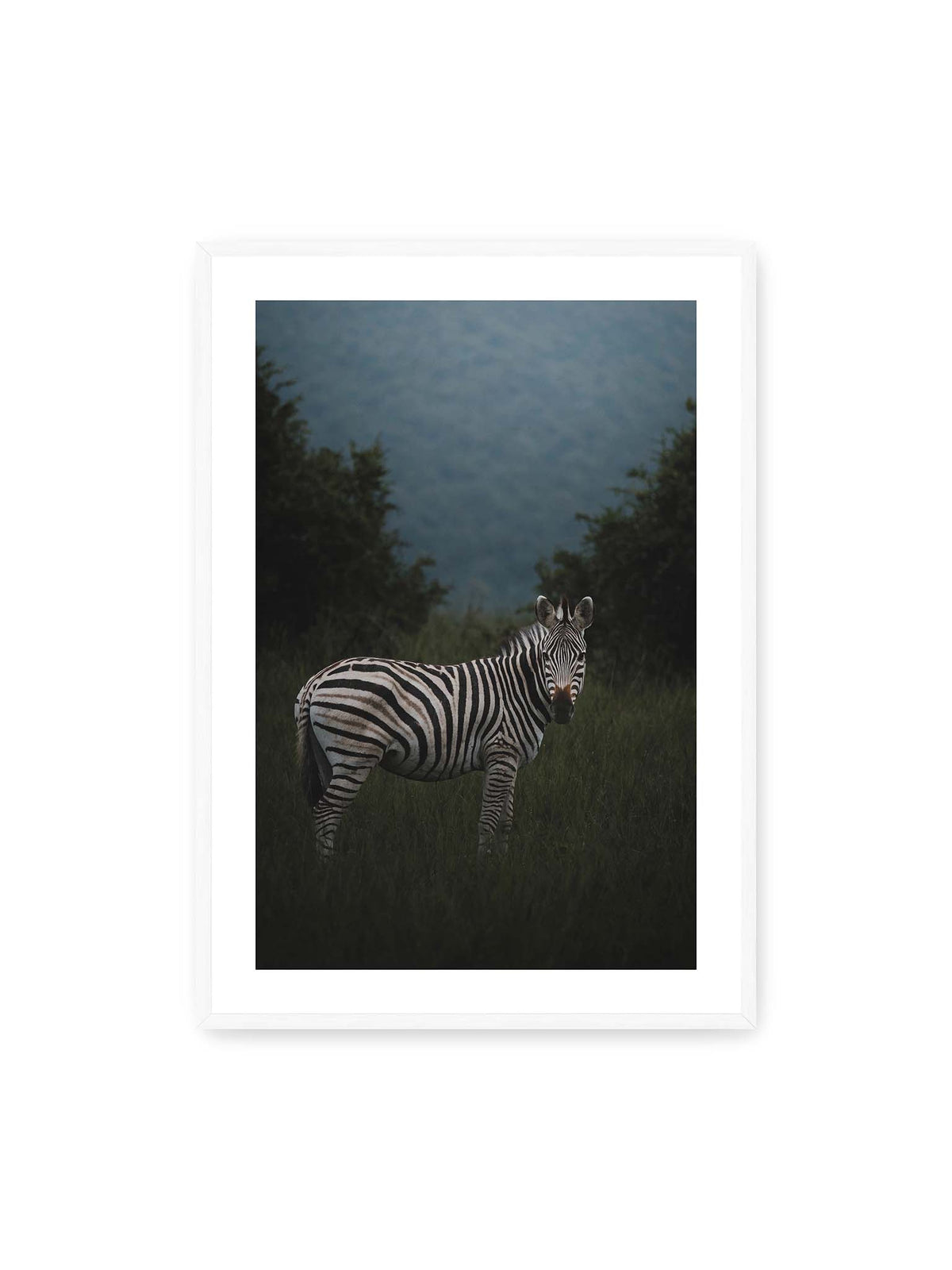 70x100 cm, weißer Galerie-Rand, weißer Rahmen – Zebra zwischen hohem dunklem Gras vor dichter grüner Vegetation und weich gezeichnetem Hintergrund.