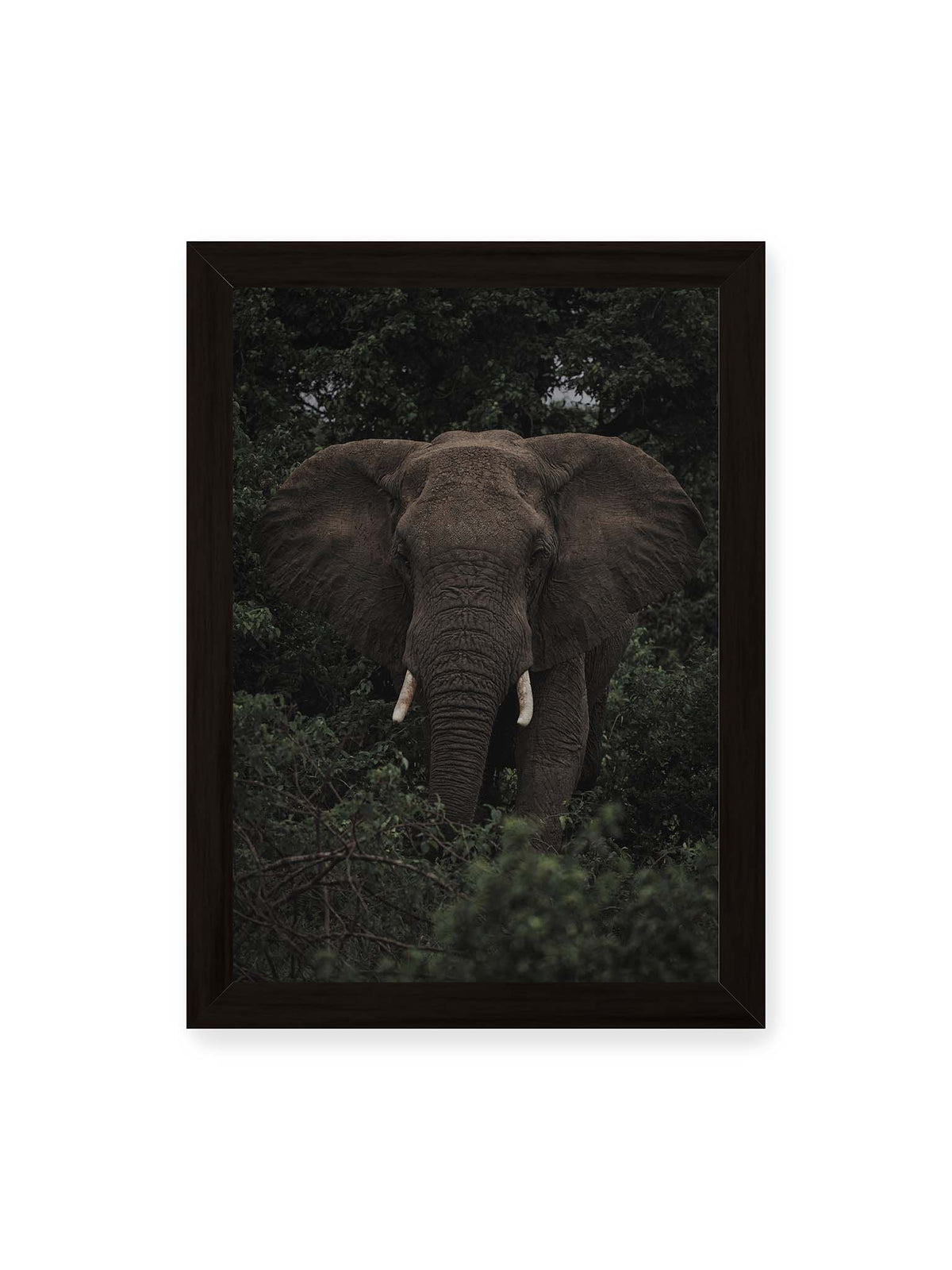 21x30 cm, schwarzer Rahmen – Elefant mit ausgebreiteten Ohren und Stoßzähnen zwischen dichtem dunkelgrünem Blattwerk.