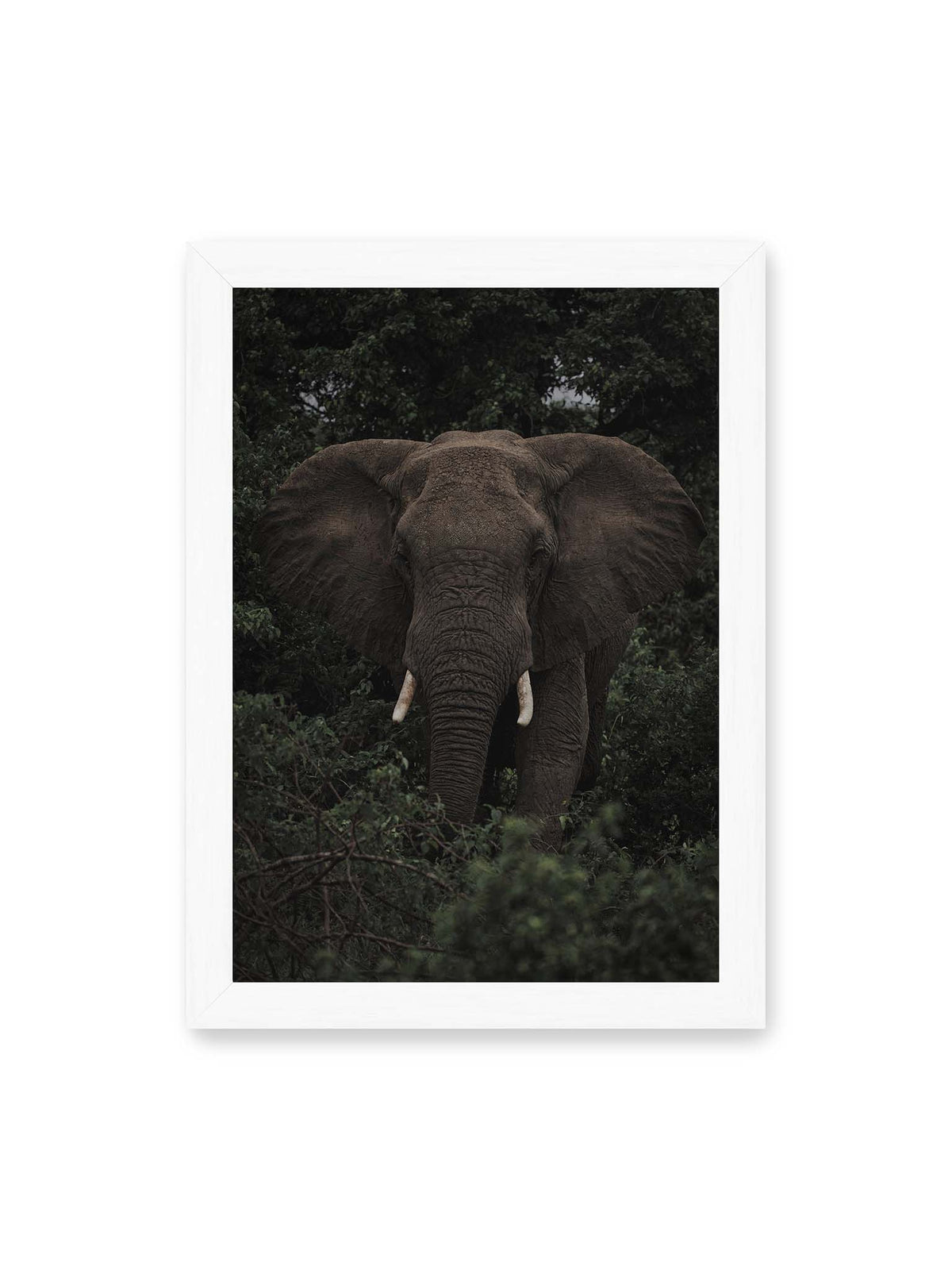 21x30 cm, weißer Rahmen – Elefant mit ausgebreiteten Ohren und Stoßzähnen zwischen dichtem dunkelgrünem Blattwerk.
