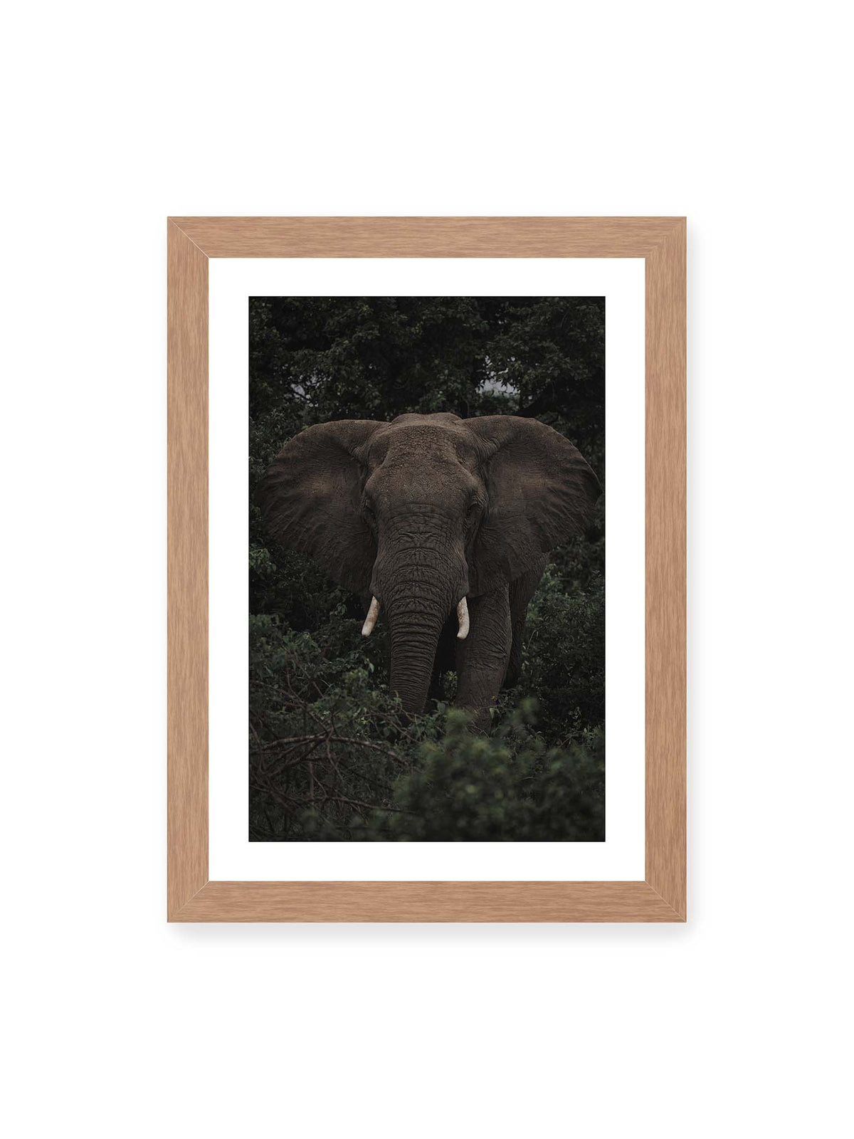 21x30 cm, weißer Galerie-Rand, Eichenrahmen – Elefant mit ausgebreiteten Ohren und Stoßzähnen zwischen dichtem dunkelgrünem Blattwerk.