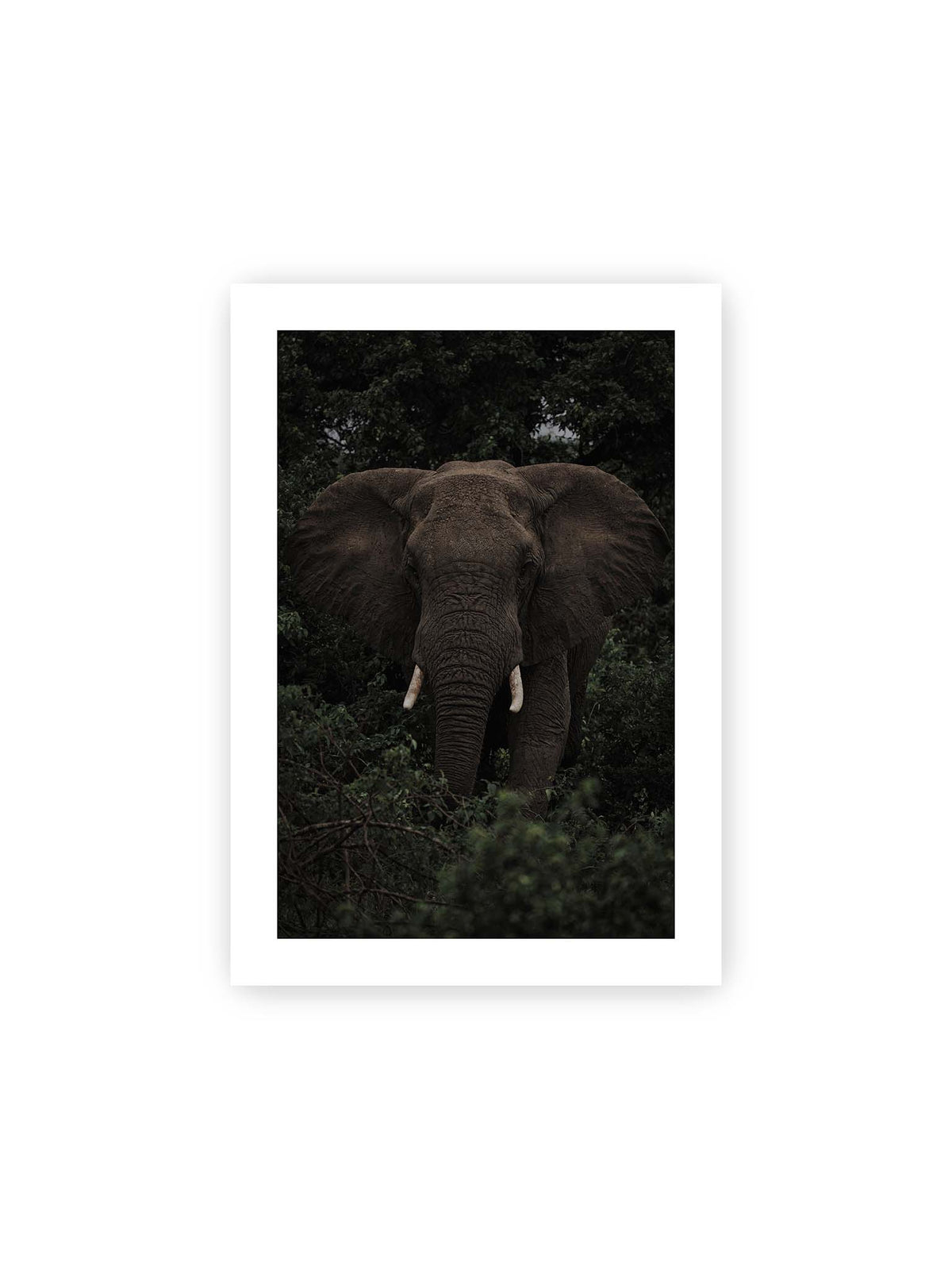 21x30 cm, weißer Galerie-Rand – Elefant mit ausgebreiteten Ohren und Stoßzähnen zwischen dichtem dunkelgrünem Blattwerk.
