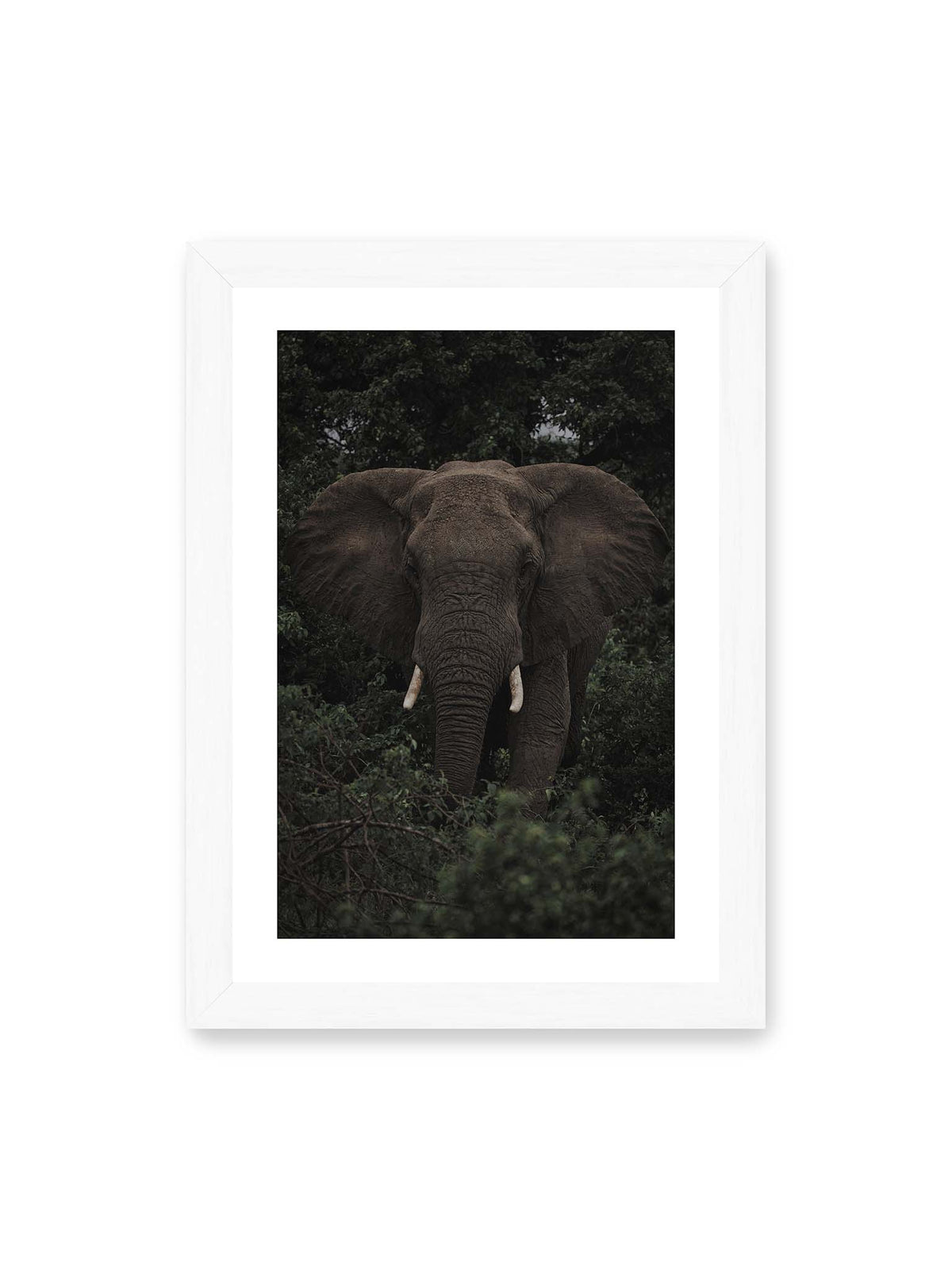 21x30 cm, weißer Galerie-Rand, weißer Rahmen – Elefant mit ausgebreiteten Ohren und Stoßzähnen zwischen dichtem dunkelgrünem Blattwerk.