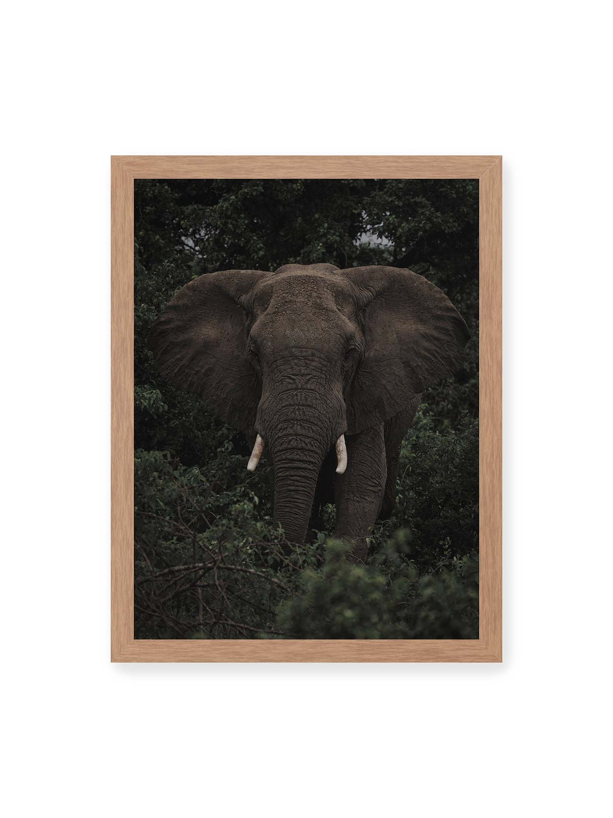30x40 cm, Eichenrahmen – Elefant mit ausgebreiteten Ohren und Stoßzähnen zwischen dichtem dunkelgrünem Blattwerk.