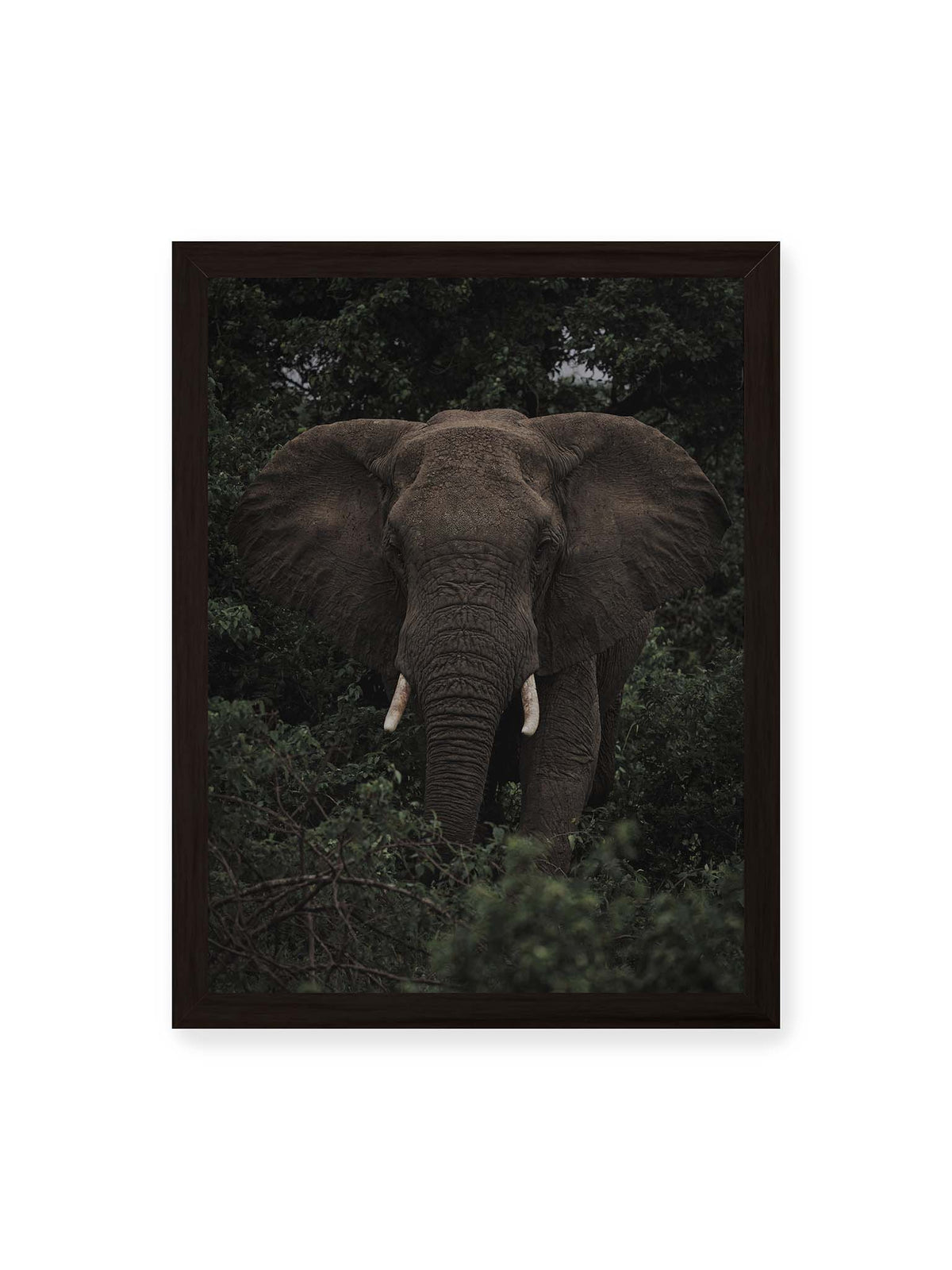 30x40 cm, schwarzer Rahmen – Elefant mit ausgebreiteten Ohren und Stoßzähnen zwischen dichtem dunkelgrünem Blattwerk.