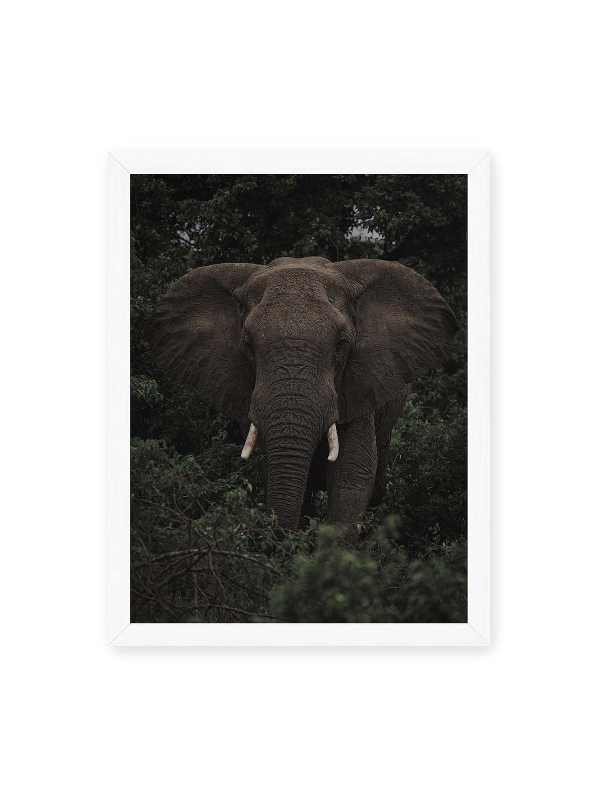 30x40 cm, weißer Rahmen – Elefant mit ausgebreiteten Ohren und Stoßzähnen zwischen dichtem dunkelgrünem Blattwerk.