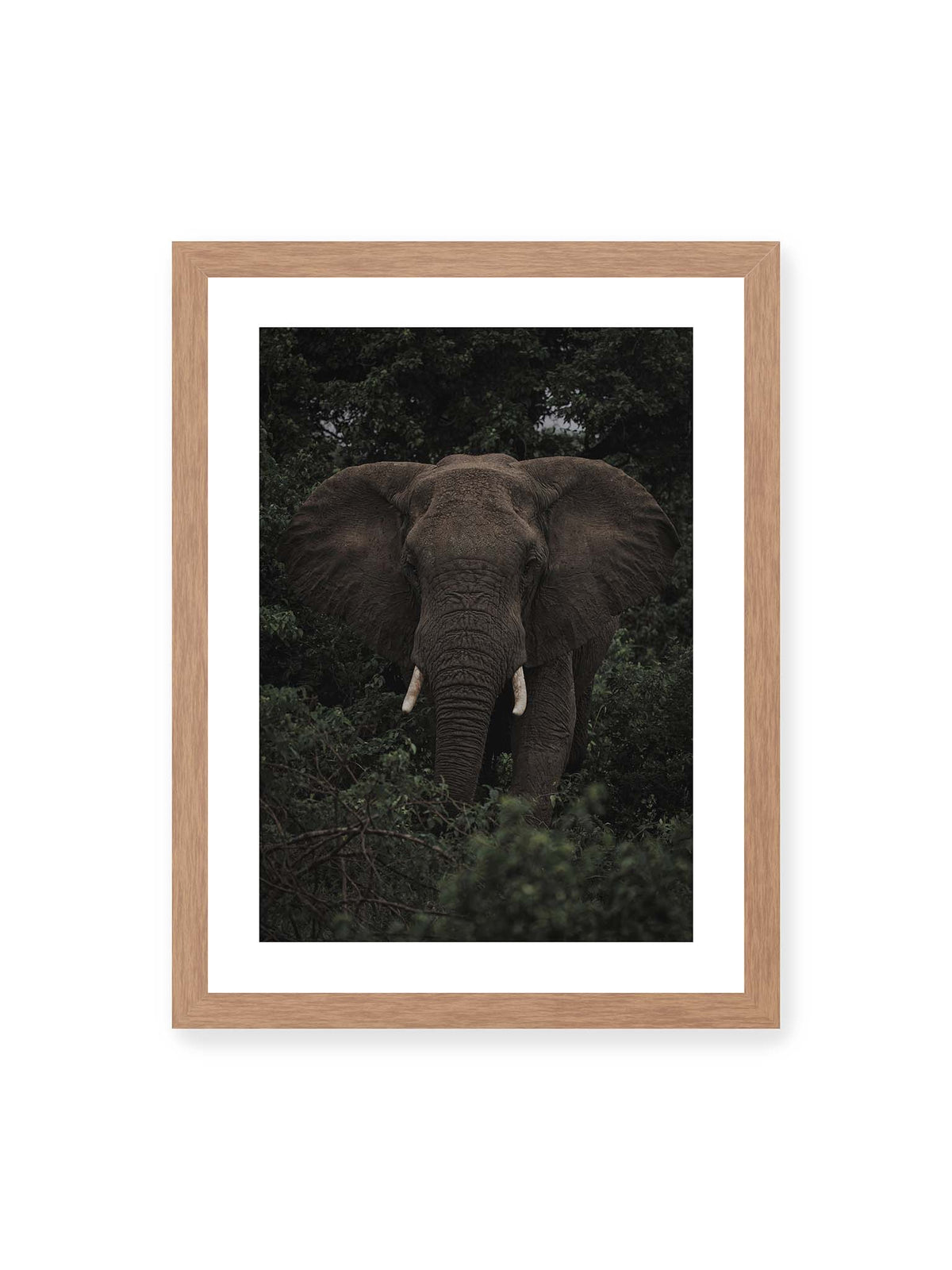 30x40 cm, weißer Galerie-Rand, Eichenrahmen – Elefant mit ausgebreiteten Ohren und Stoßzähnen zwischen dichtem dunkelgrünem Blattwerk.