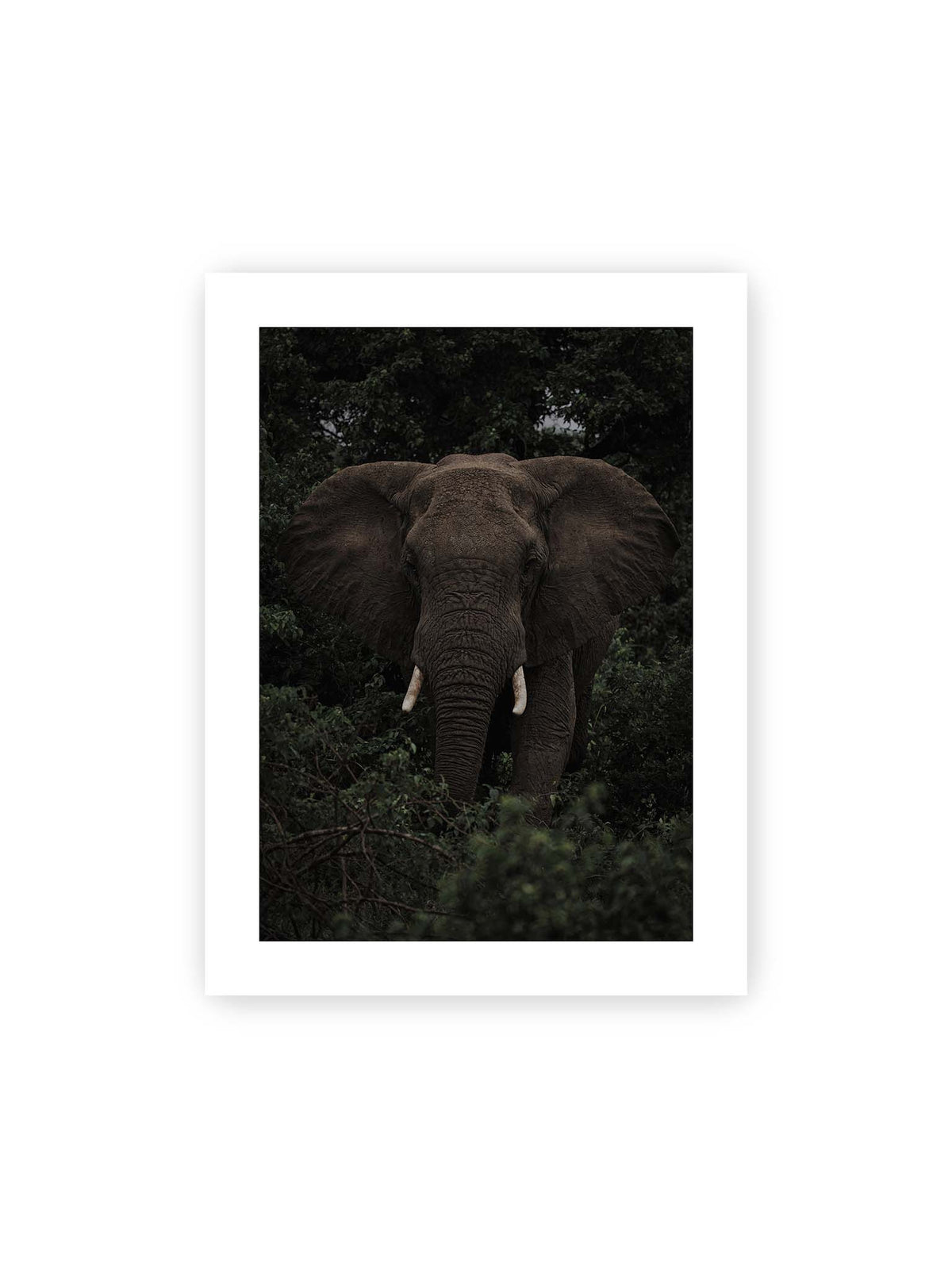 30x40 cm, weißer Galerie-Rand – Elefant mit ausgebreiteten Ohren und Stoßzähnen zwischen dichtem dunkelgrünem Blattwerk.