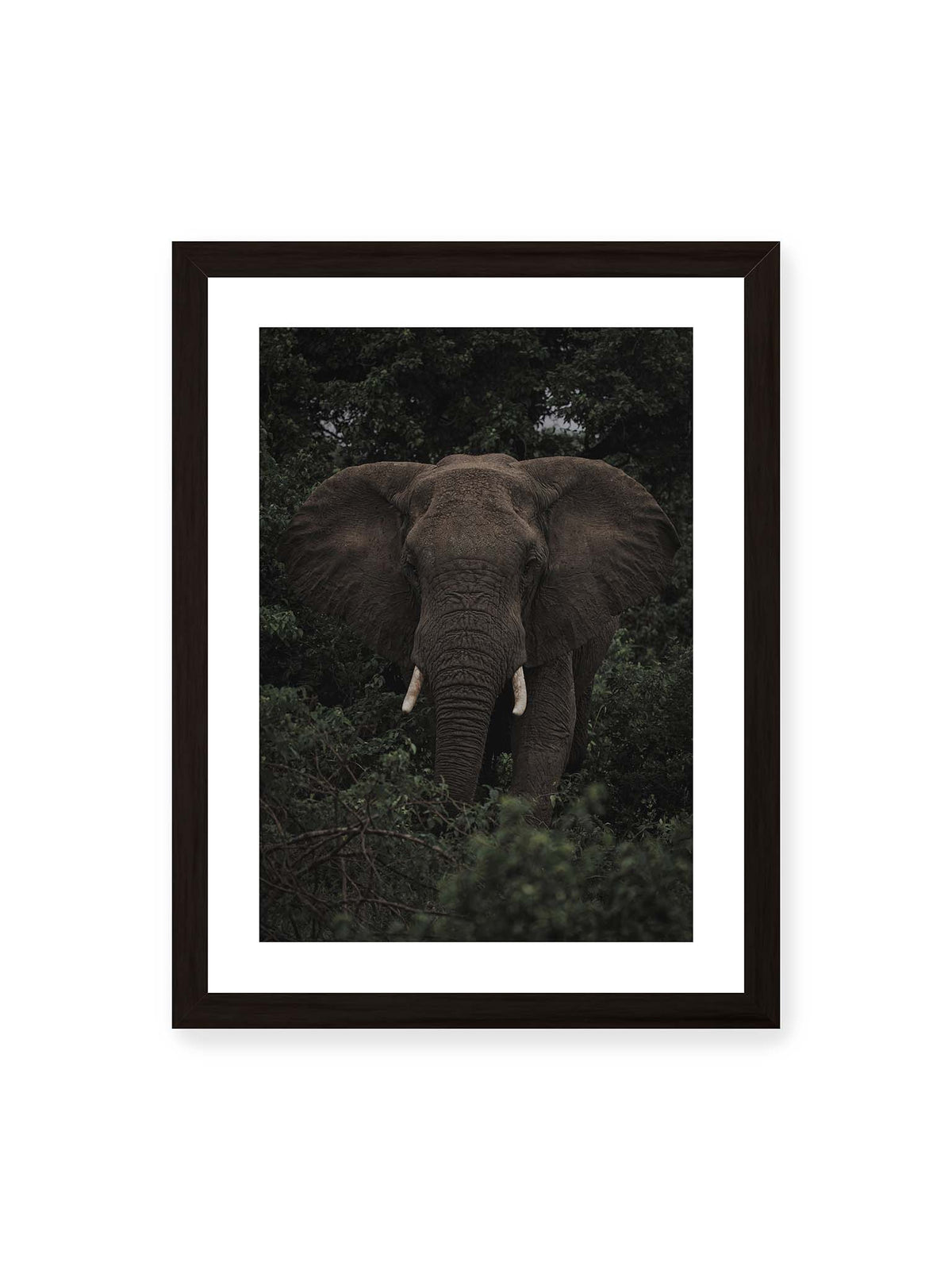 30x40 cm, weißer Galerie-Rand, schwarzer Rahmen – Elefant mit ausgebreiteten Ohren und Stoßzähnen zwischen dichtem dunkelgrünem Blattwerk.