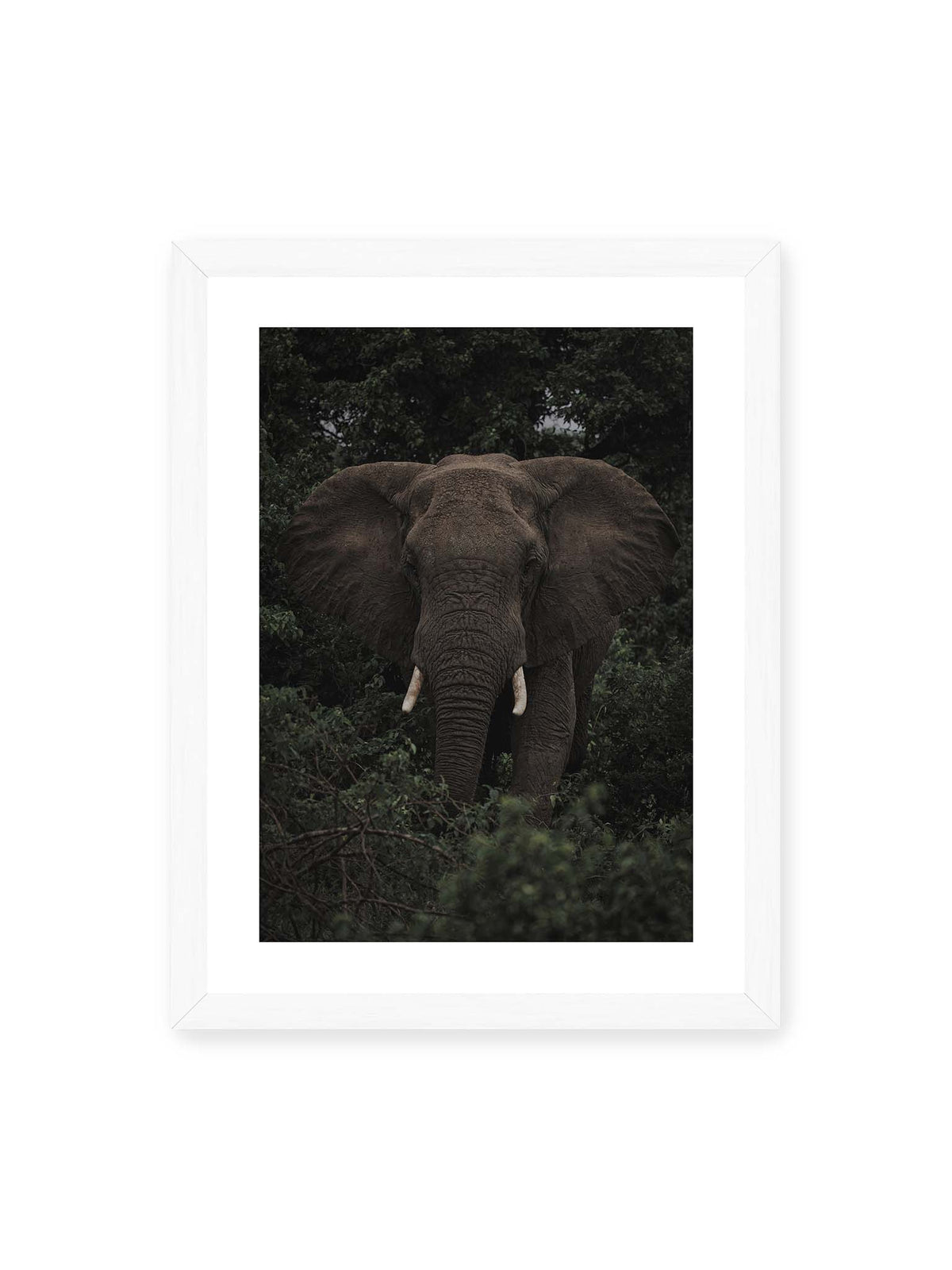 30x40 cm, weißer Galerie-Rand, weißer Rahmen – Elefant mit ausgebreiteten Ohren und Stoßzähnen zwischen dichtem dunkelgrünem Blattwerk.