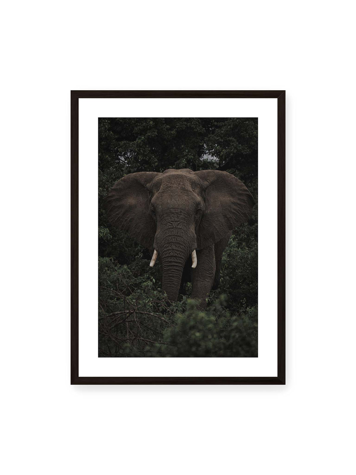 50x70 cm, weißer Galerie-Rand, schwarzer Rahmen – Elefant mit ausgebreiteten Ohren und Stoßzähnen zwischen dichtem dunkelgrünem Blattwerk.