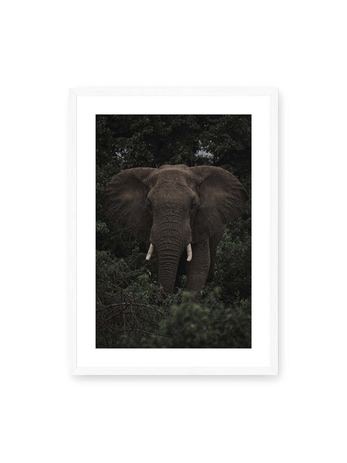 50x70 cm, weißer Galerie-Rand, weißer Rahmen – Elefant mit ausgebreiteten Ohren und Stoßzähnen zwischen dichtem dunkelgrünem Blattwerk.