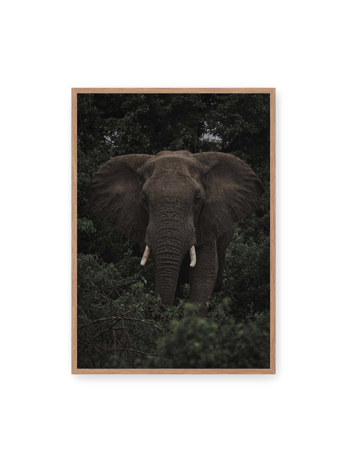 70x100 cm, Eichenrahmen – Elefant mit ausgebreiteten Ohren und Stoßzähnen zwischen dichtem dunkelgrünem Blattwerk.
