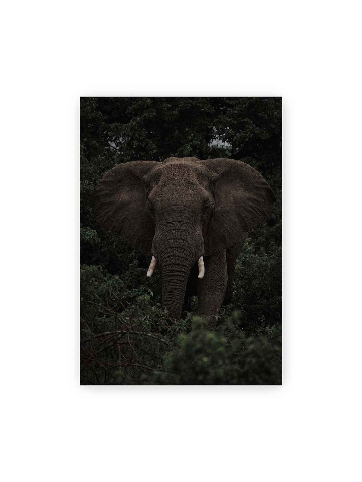 70x100 cm – Elefant mit ausgebreiteten Ohren und Stoßzähnen zwischen dichtem dunkelgrünem Blattwerk.