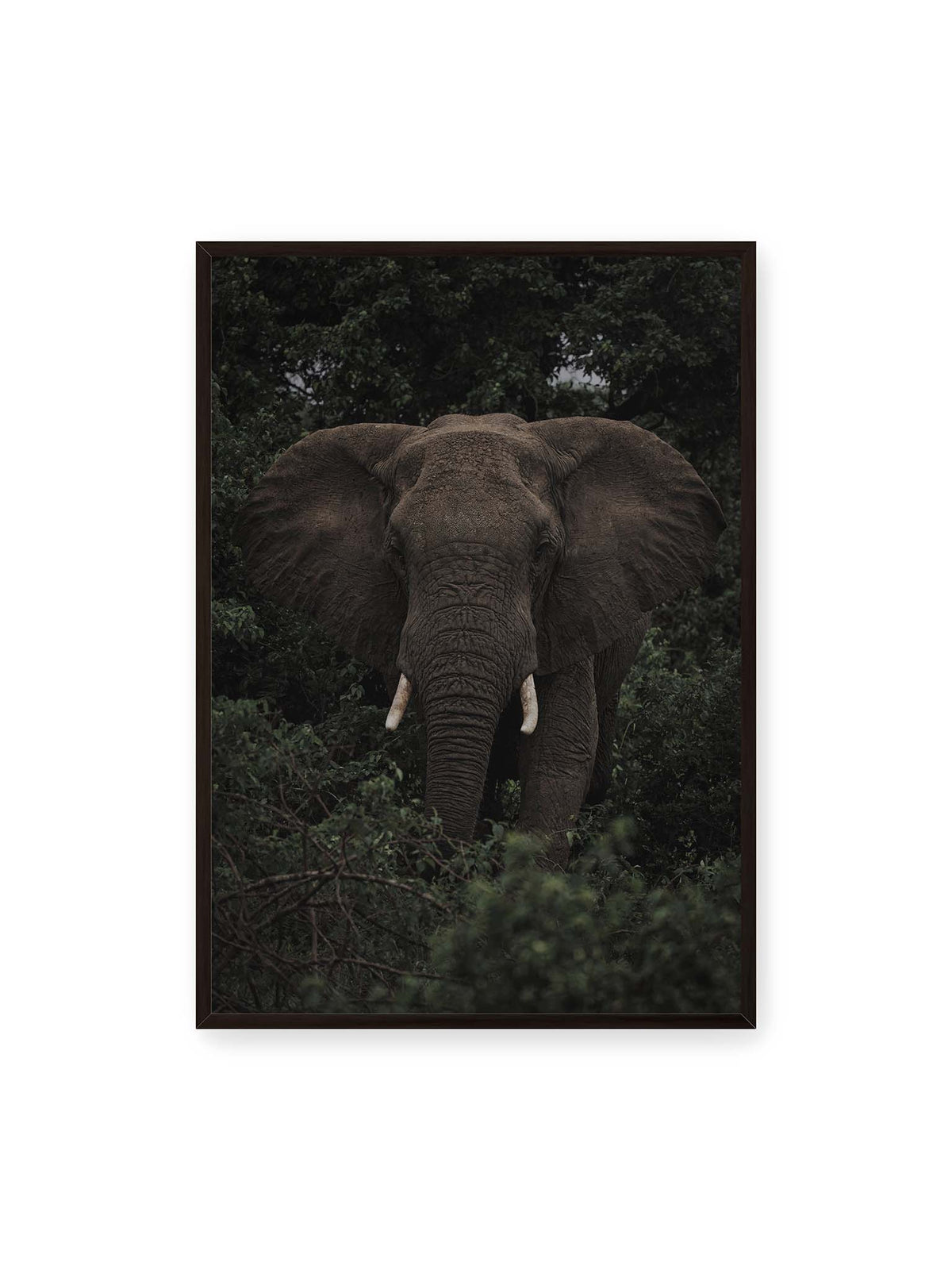 70x100 cm, schwarzer Rahmen – Elefant mit ausgebreiteten Ohren und Stoßzähnen zwischen dichtem dunkelgrünem Blattwerk.