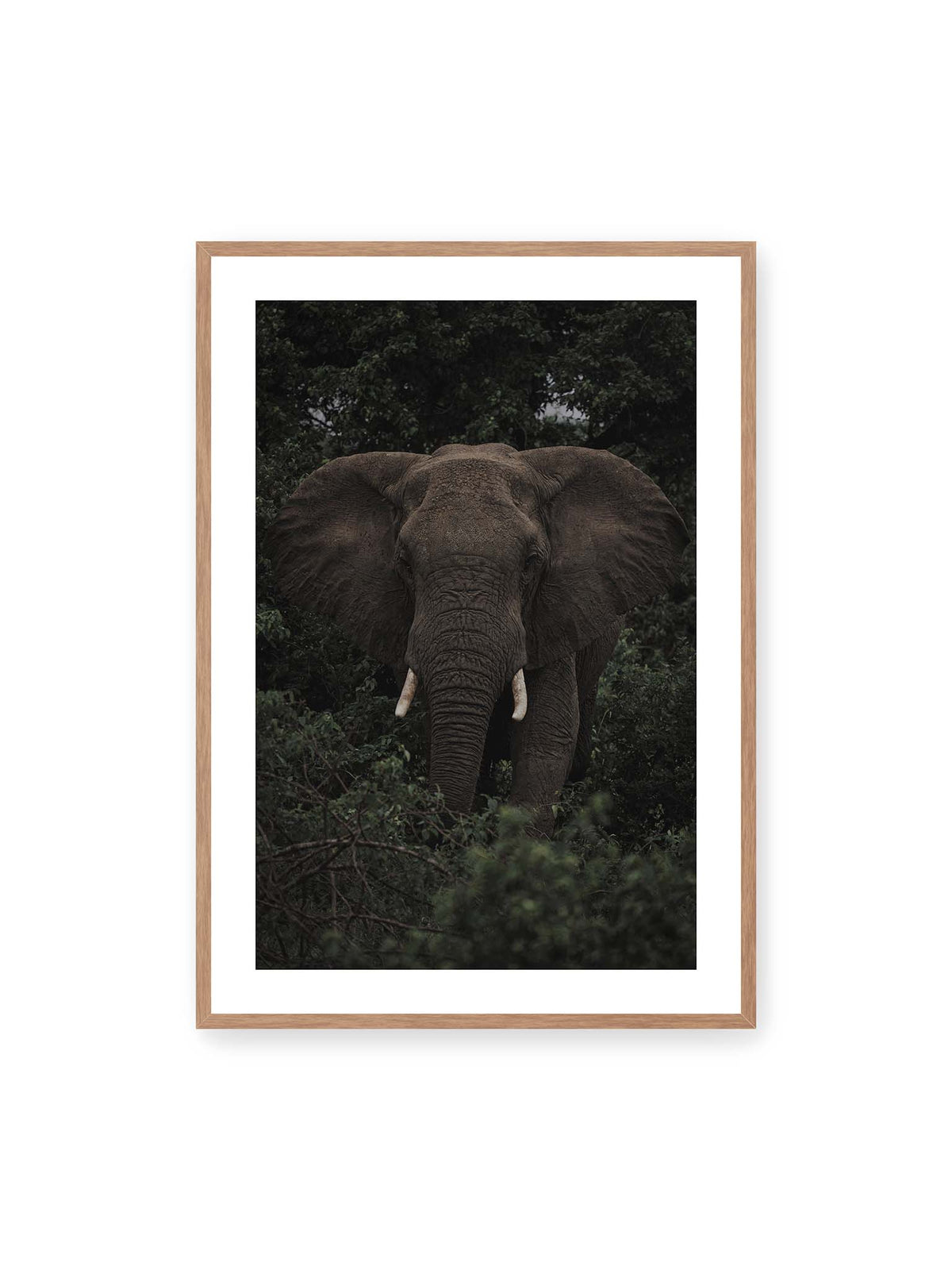 70x100 cm, weißer Galerie-Rand, Eichenrahmen – Elefant mit ausgebreiteten Ohren und Stoßzähnen zwischen dichtem dunkelgrünem Blattwerk.