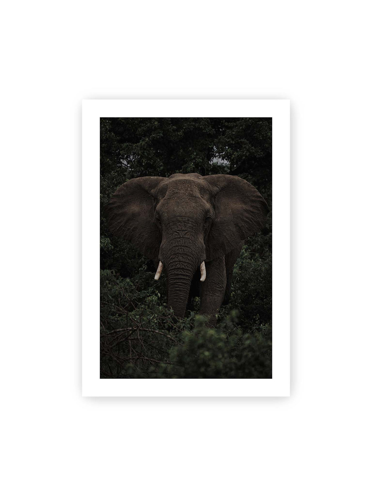 70x100 cm, weißer Galerie-Rand – Elefant mit ausgebreiteten Ohren und Stoßzähnen zwischen dichtem dunkelgrünem Blattwerk.