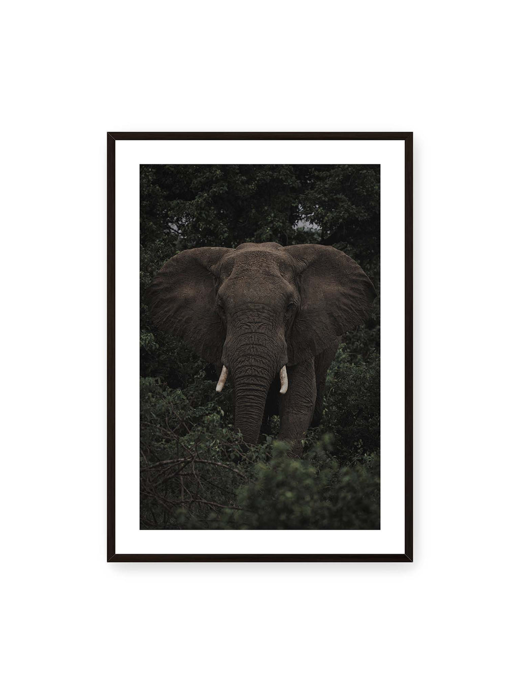 70x100 cm, weißer Galerie-Rand, schwarzer Rahmen – Elefant mit ausgebreiteten Ohren und Stoßzähnen zwischen dichtem dunkelgrünem Blattwerk.