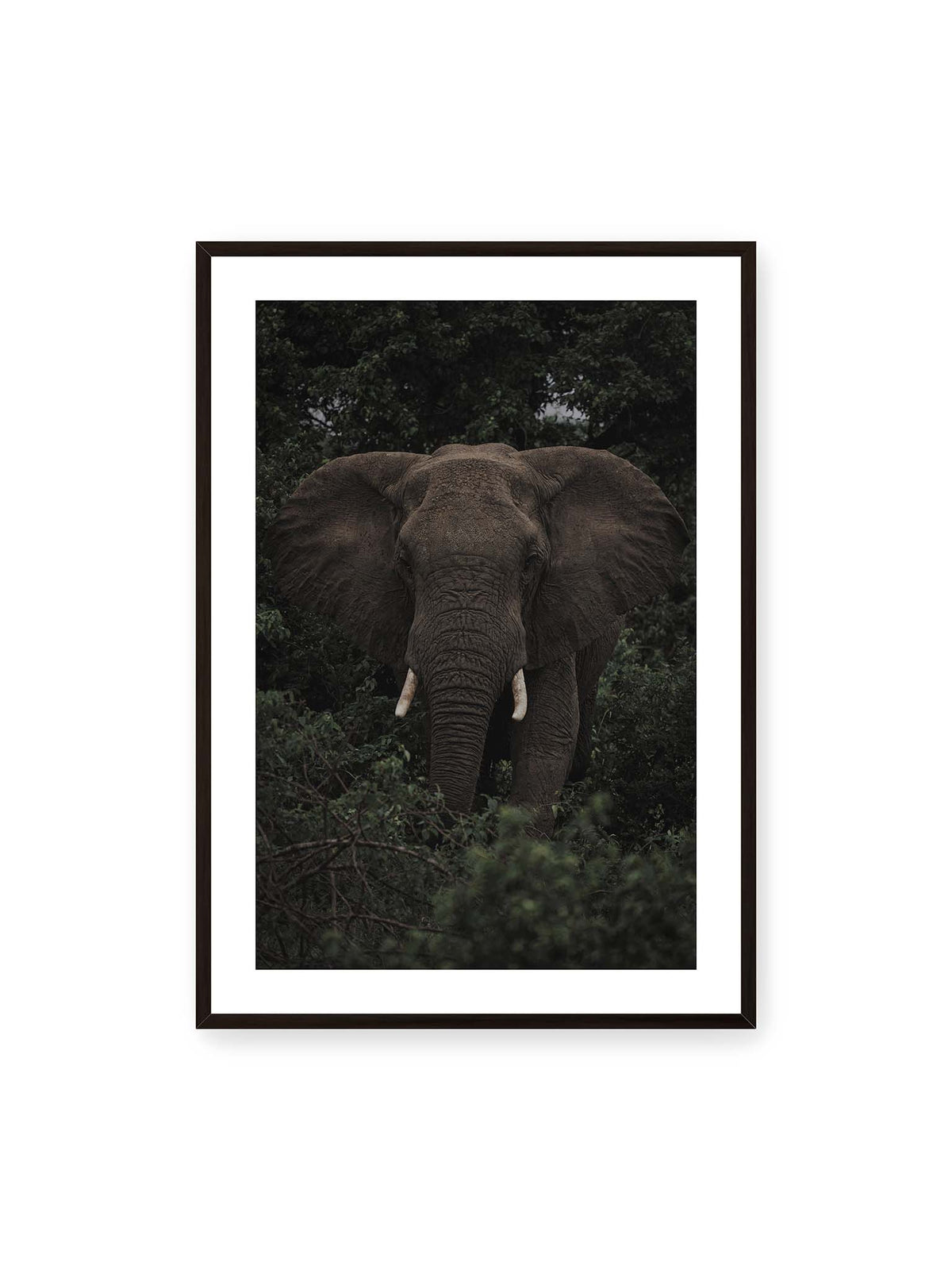70x100 cm, weißer Galerie-Rand, schwarzer Rahmen – Elefant mit ausgebreiteten Ohren und Stoßzähnen zwischen dichtem dunkelgrünem Blattwerk.