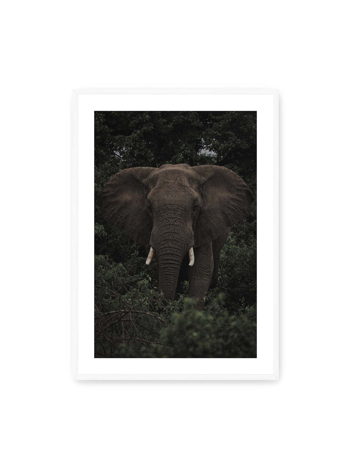 70x100 cm, weißer Galerie-Rand, weißer Rahmen – Elefant mit ausgebreiteten Ohren und Stoßzähnen zwischen dichtem dunkelgrünem Blattwerk.